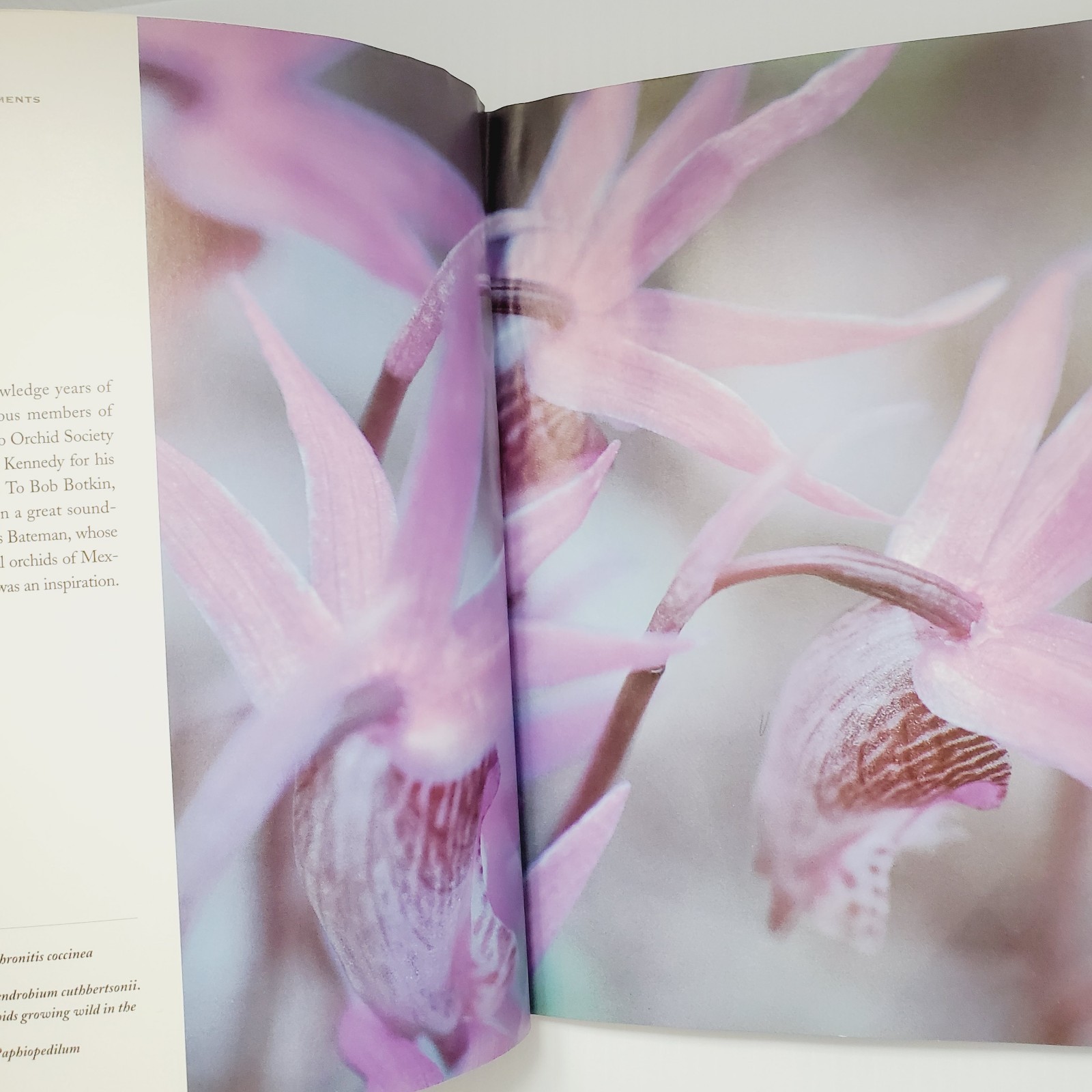 Orchids Simplified: An Indoor Gardening Guide Book Garden Houseplant Flowers