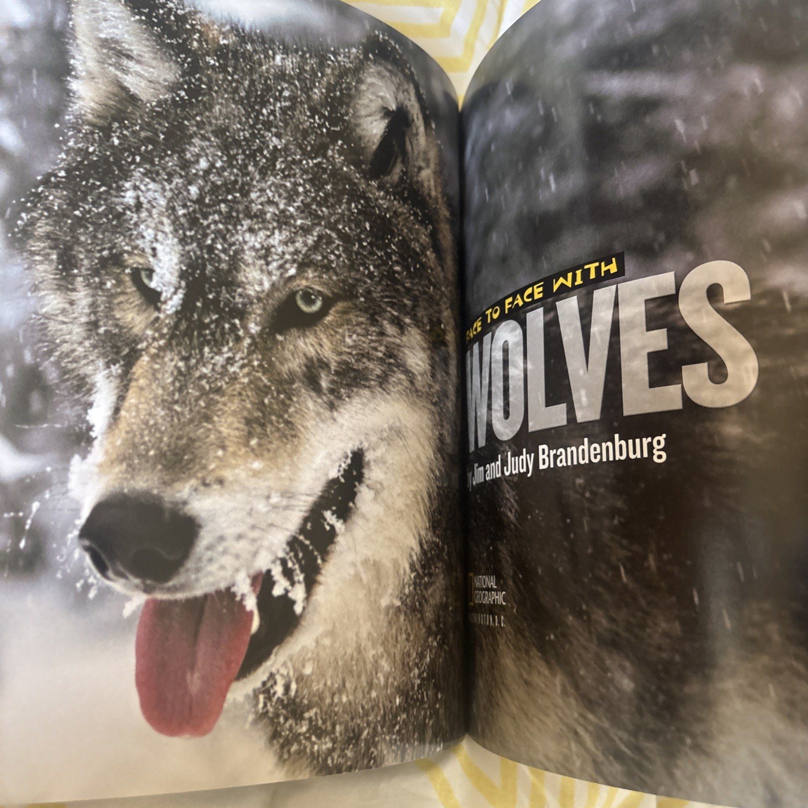 National Geographic Face To Face With Wolves