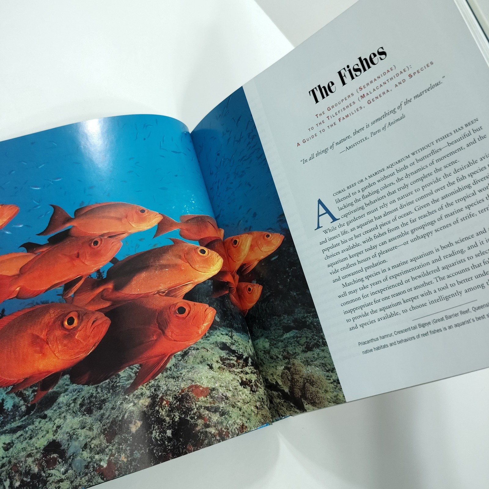 Basslets, Dottybacks & Hawkfishes [Like New] Scott Michael Aqarium Fish Families