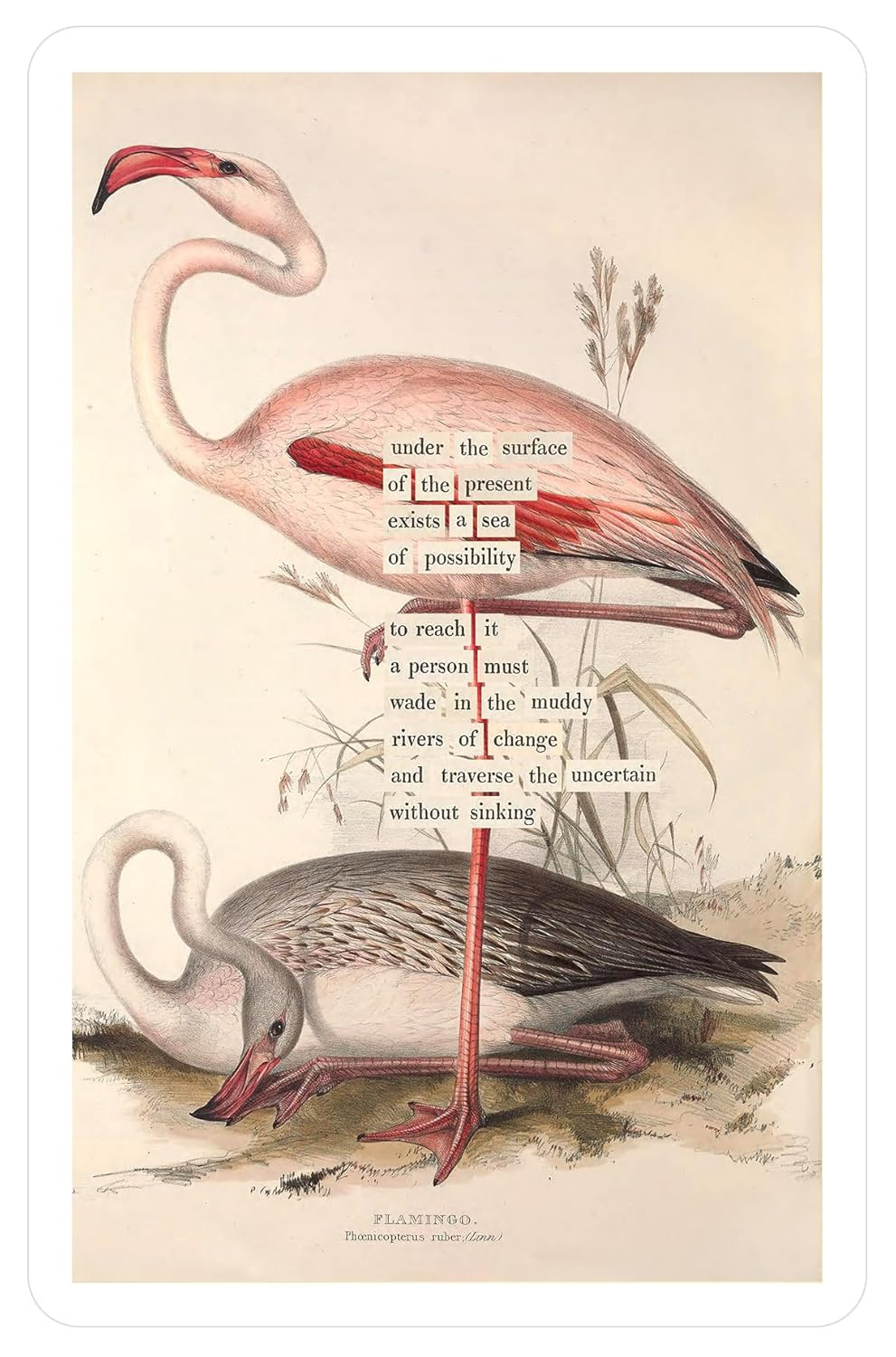 An Almanac of Birds: 100 Divinations for Uncertain Days
