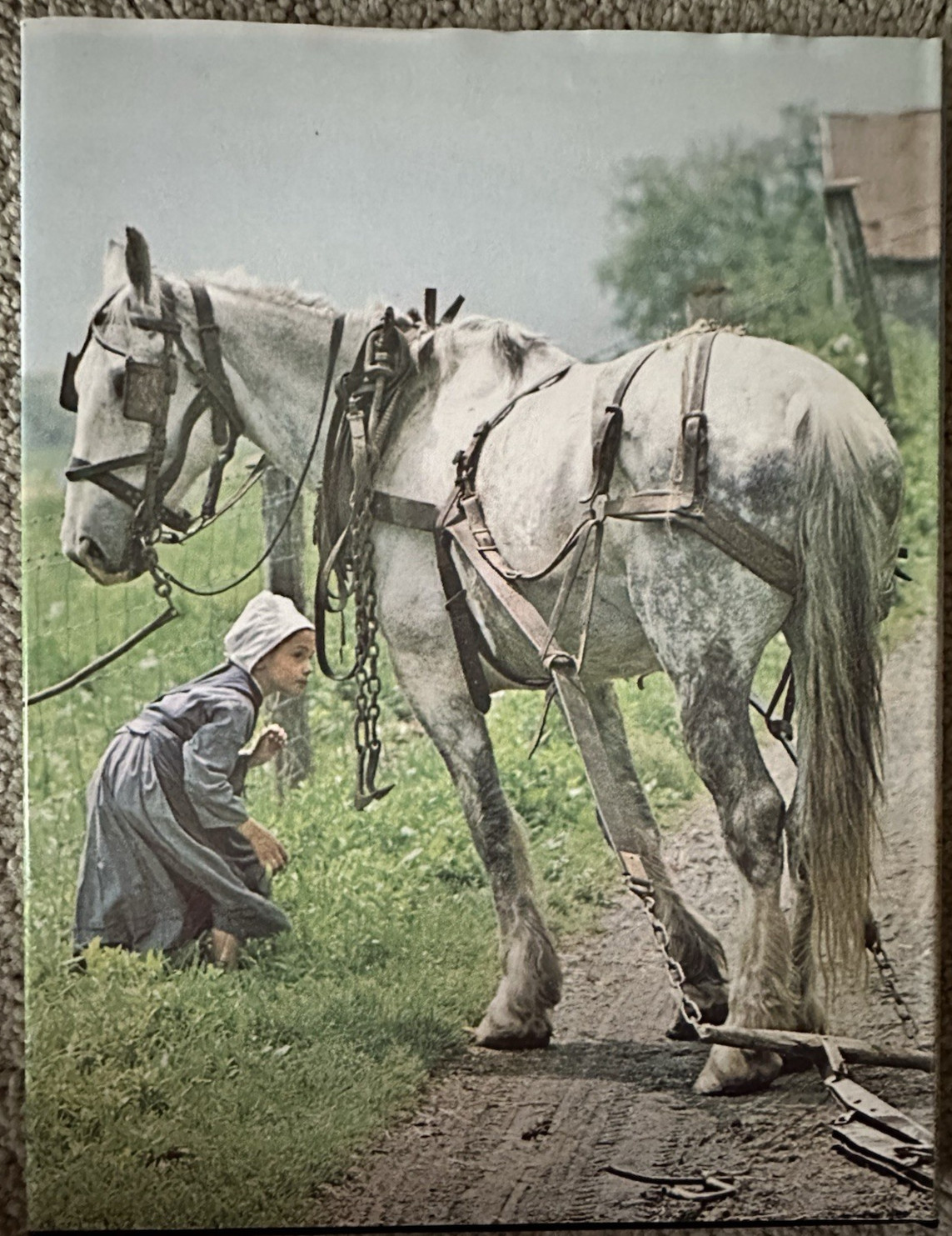 The Amish: A Pioneer Heritage Siged by Author With Dust Cover 175 Pages