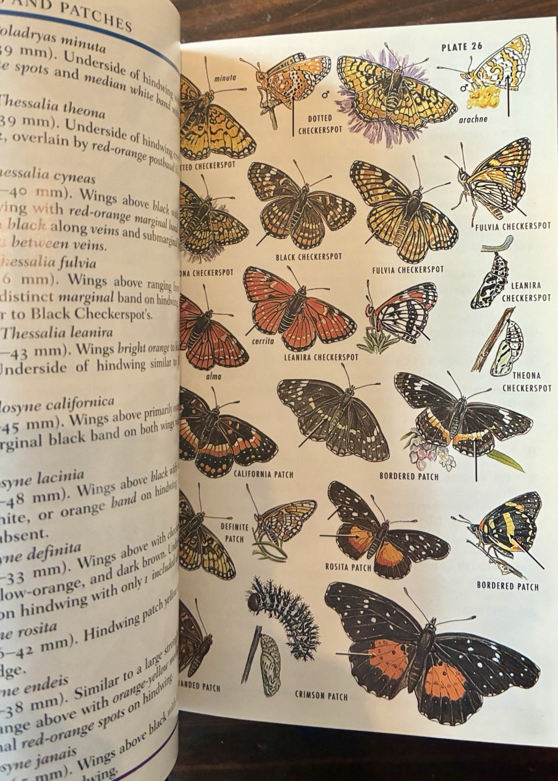 Field Guide to Western Butterflies by Paul A. Opler (1999, Trade Paperback)