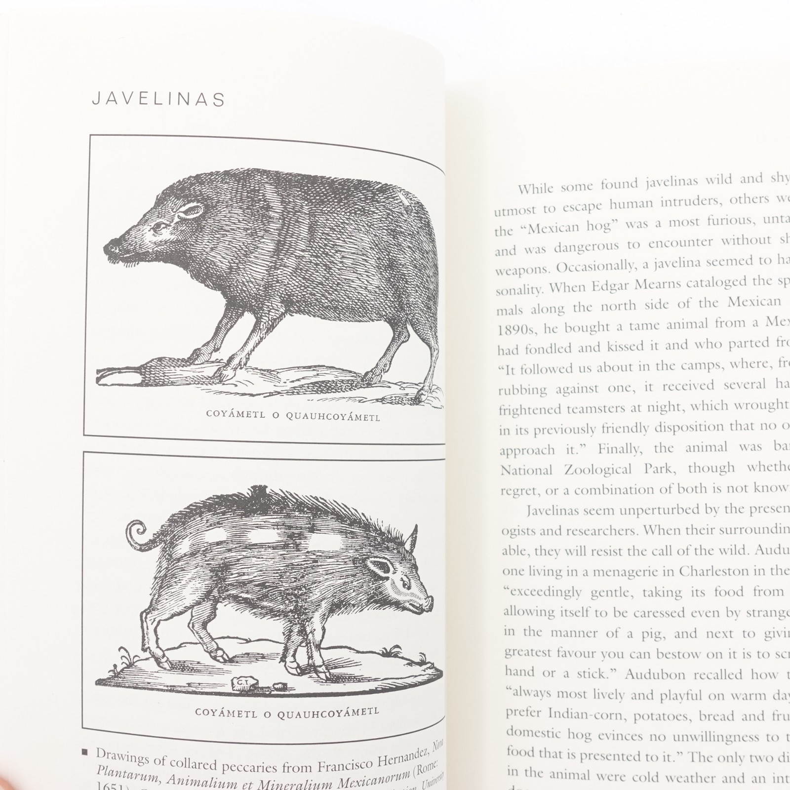 Javelinas Collared Peccaries of the Southwest by Jane Manaster PB 2006 84 Pages