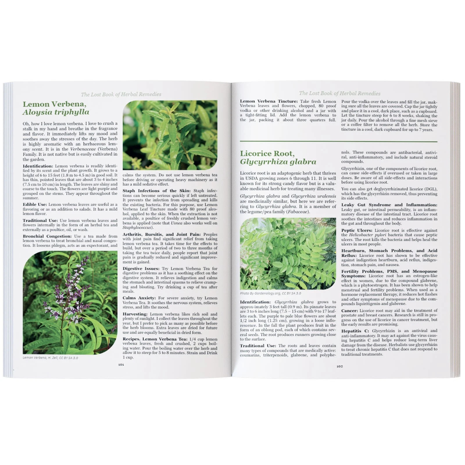The Lost Book of Herbal Remedies Paperback Book