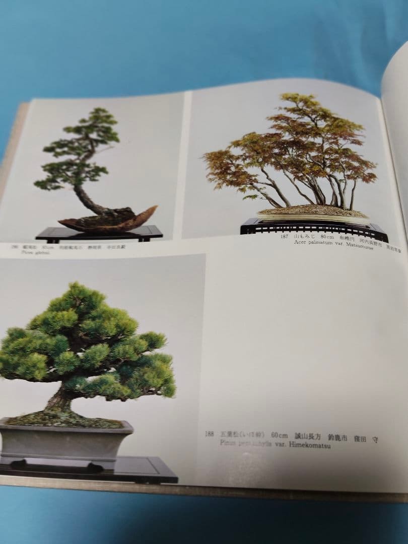 The 7th World Bonsai and Suiseki Exhibition Illustrated Book 11.8in x 11.8in