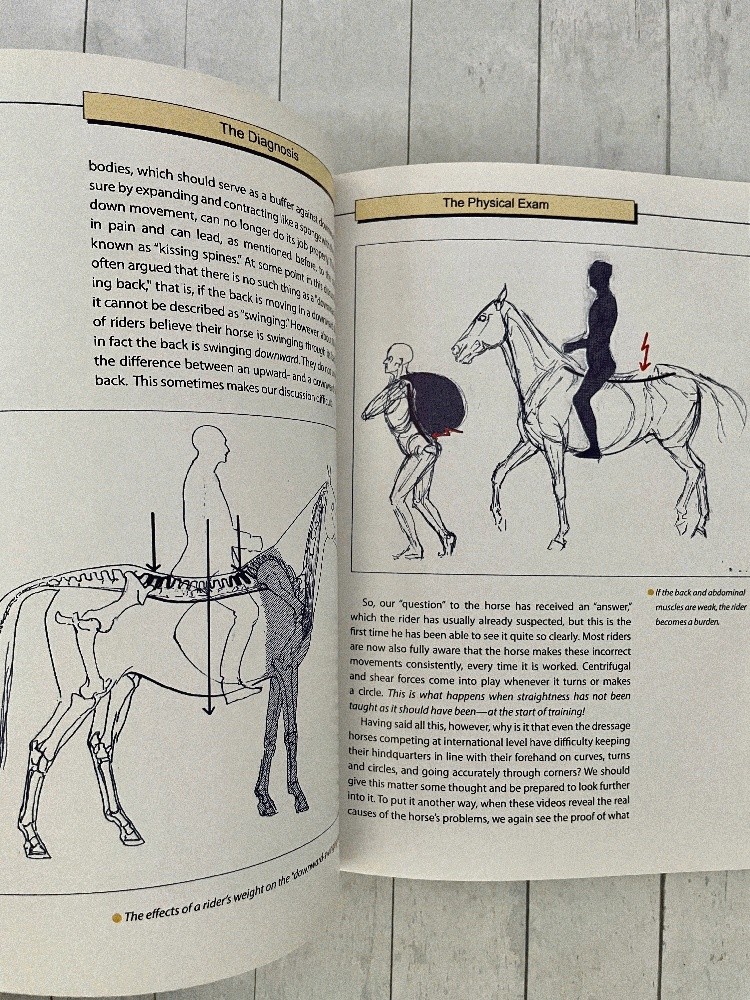 Straightening the Crooked Horse: Correct Imbalance Equestrian Sport Horses