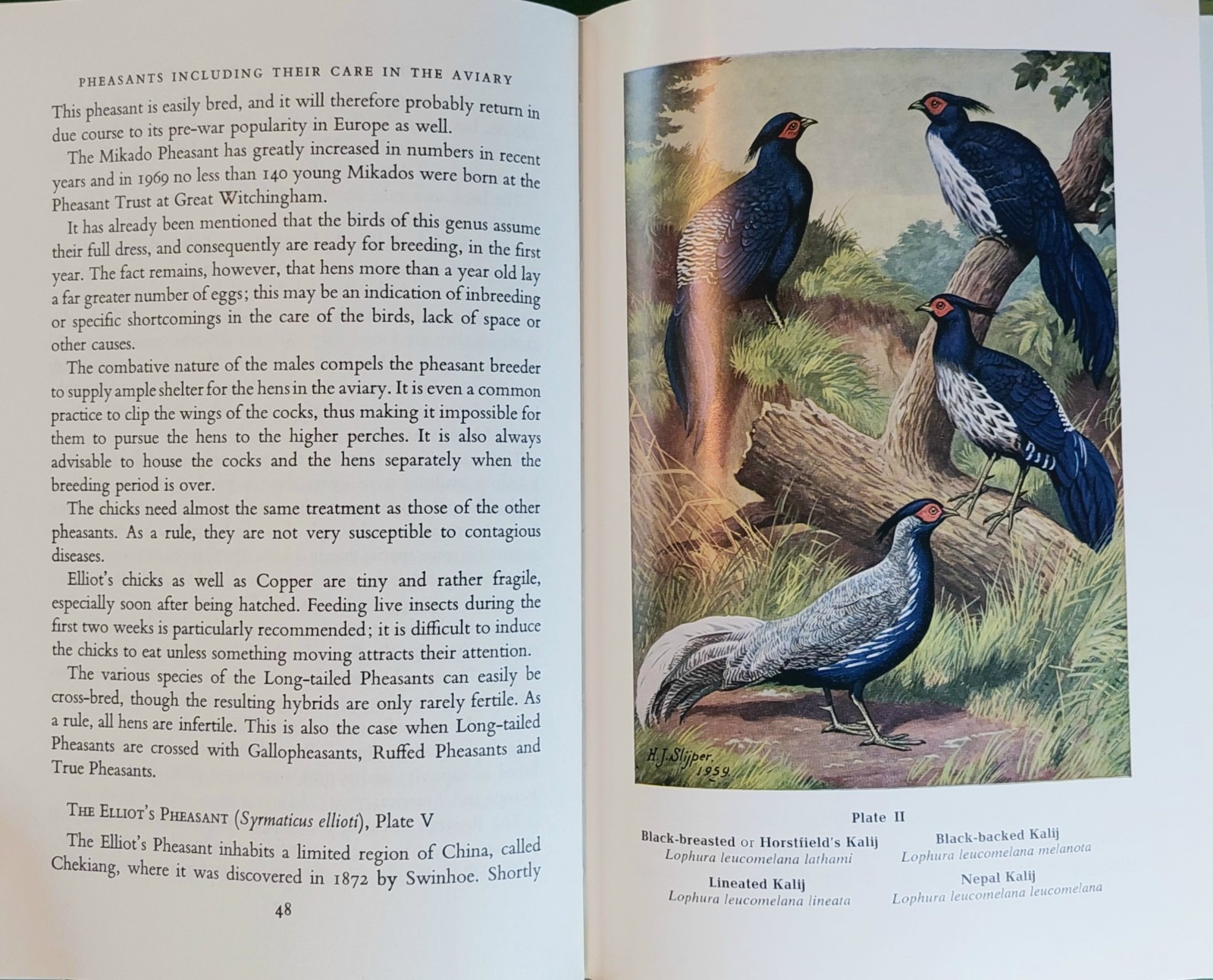Pheasants Including Their Care In The Aviary by HA Gerrits 1974 Beautiful Illust