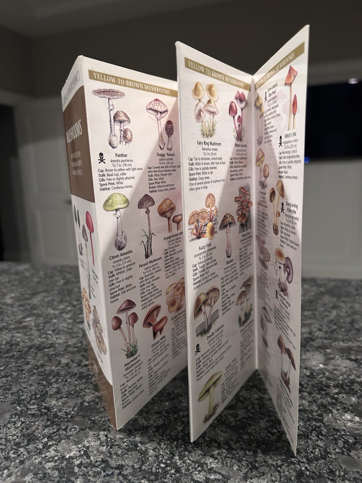 Pocket Naturalist Guide To North American Mushrooms Laminated Pamphlet