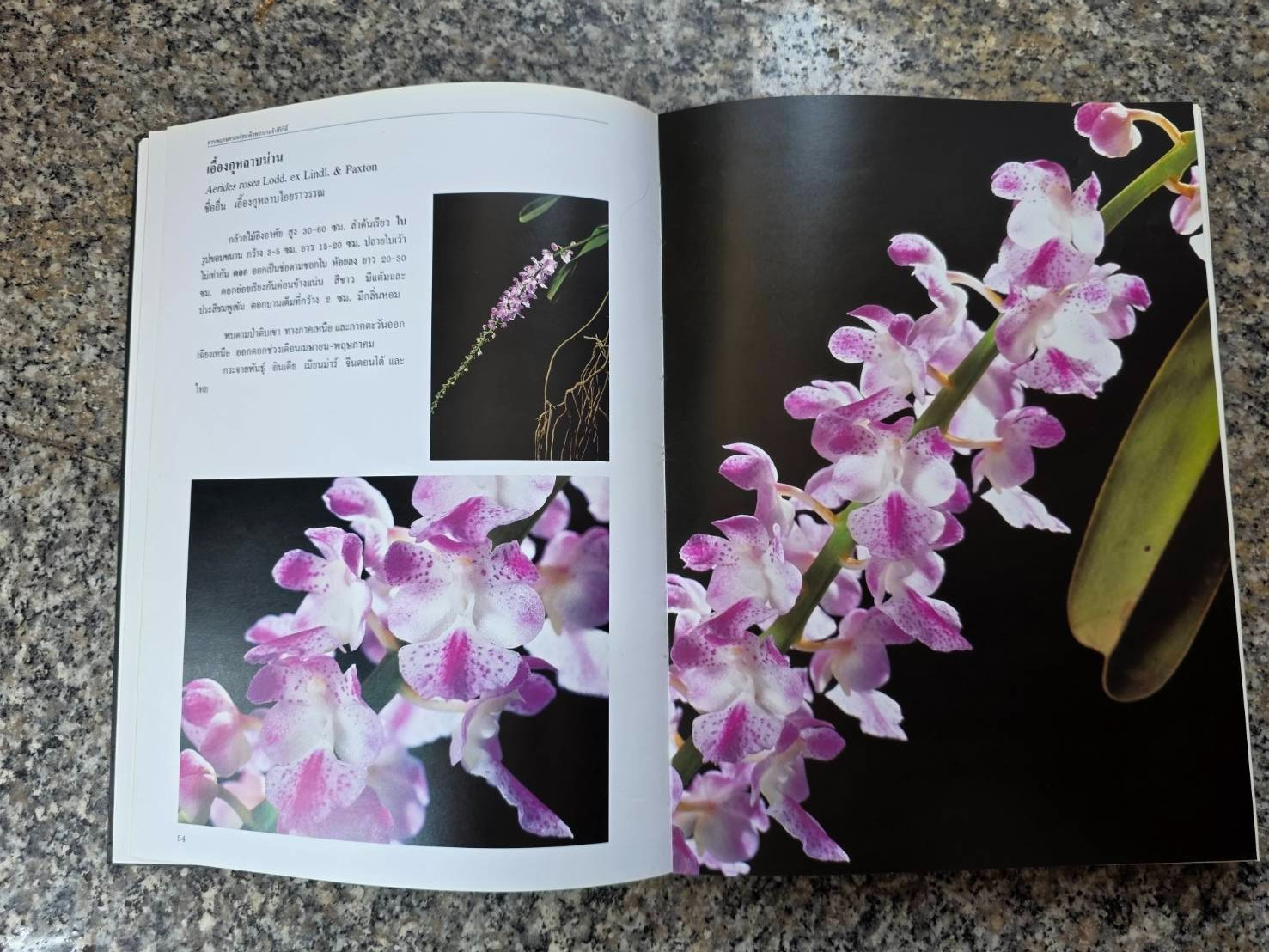 Hardcover book featuring all “ Thai orchids. “ ( Hardcover)