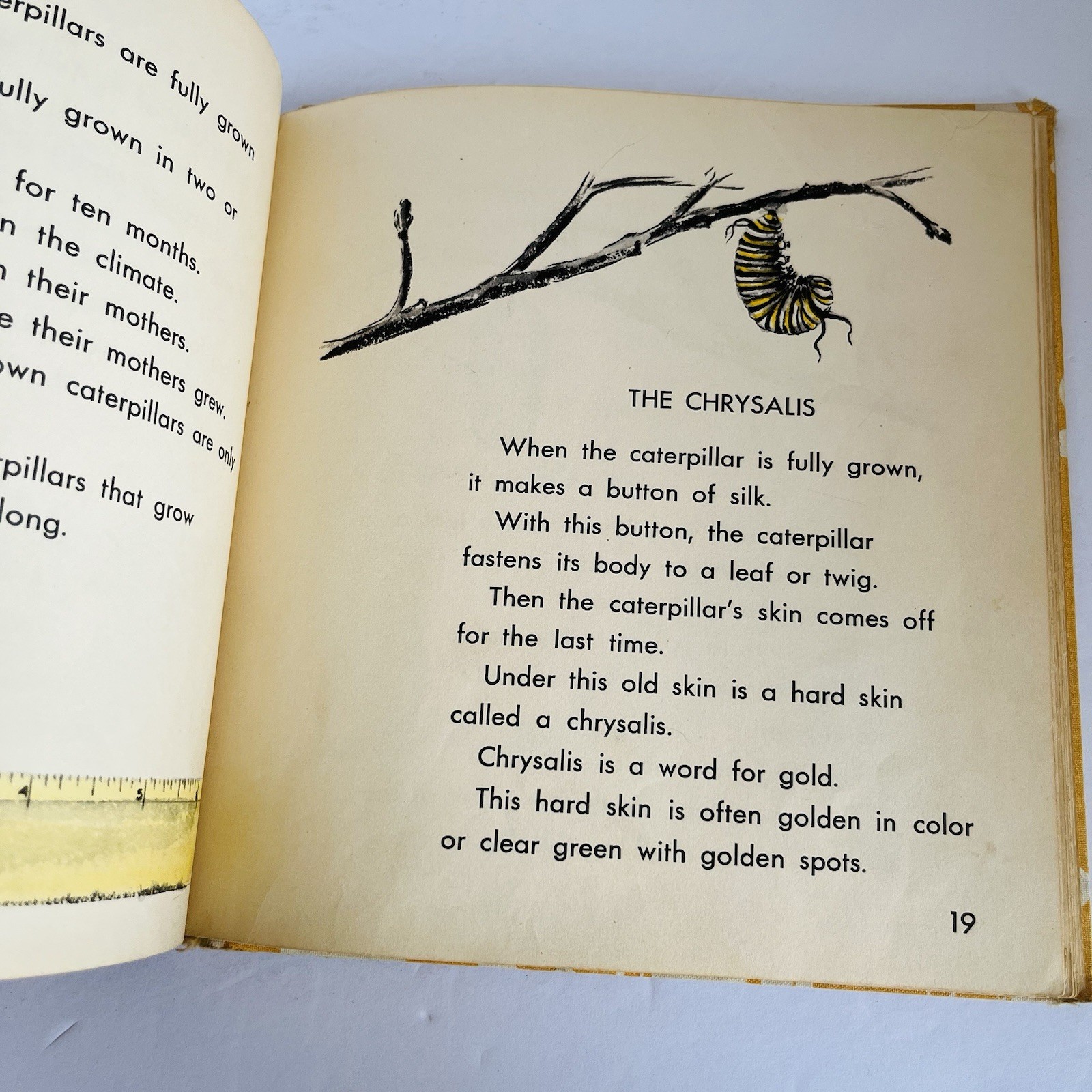 What Is A Butterfly Book 1958 Gene Darby What Is It Series Vintage MCM Science
