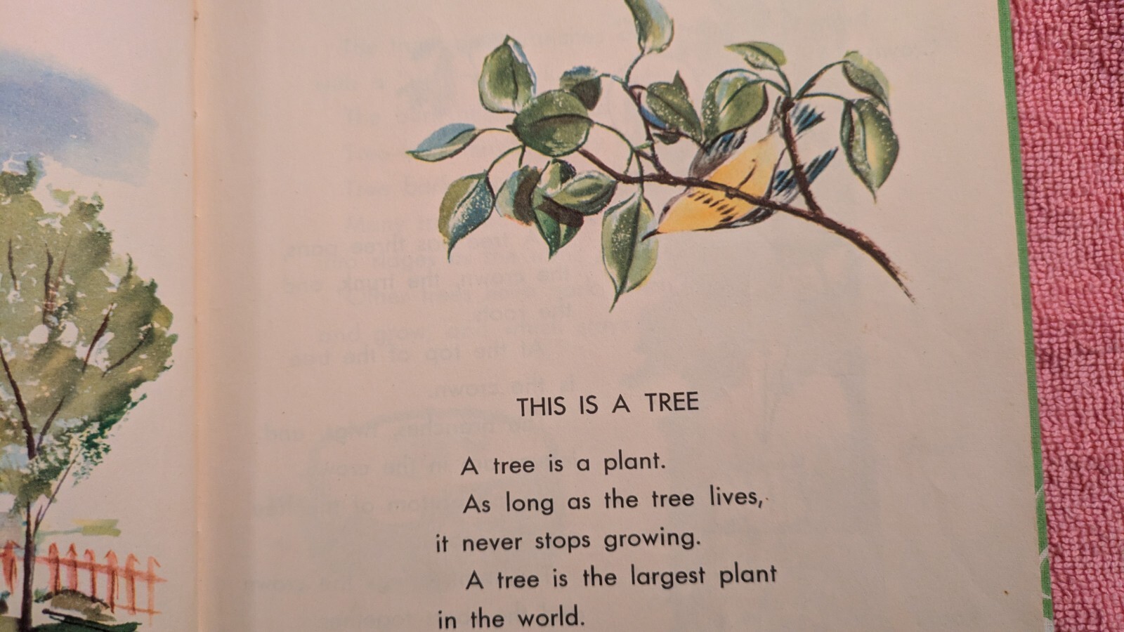 Gene Darby, WHAT IS A TREE (The What Is It Series) 1957, Ex-Library, HB, Child