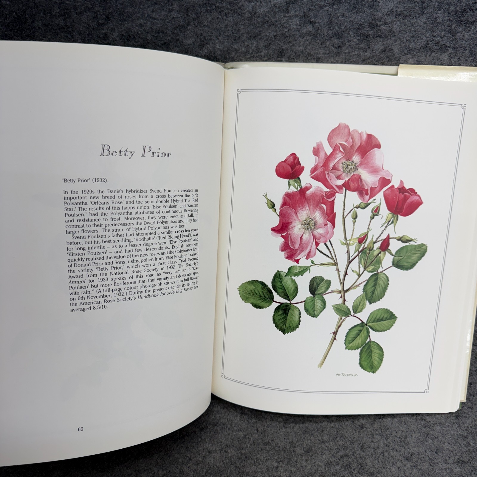 Language of Roses 1986 Stelvio Coggiatte Color Illustrations HC Illustration