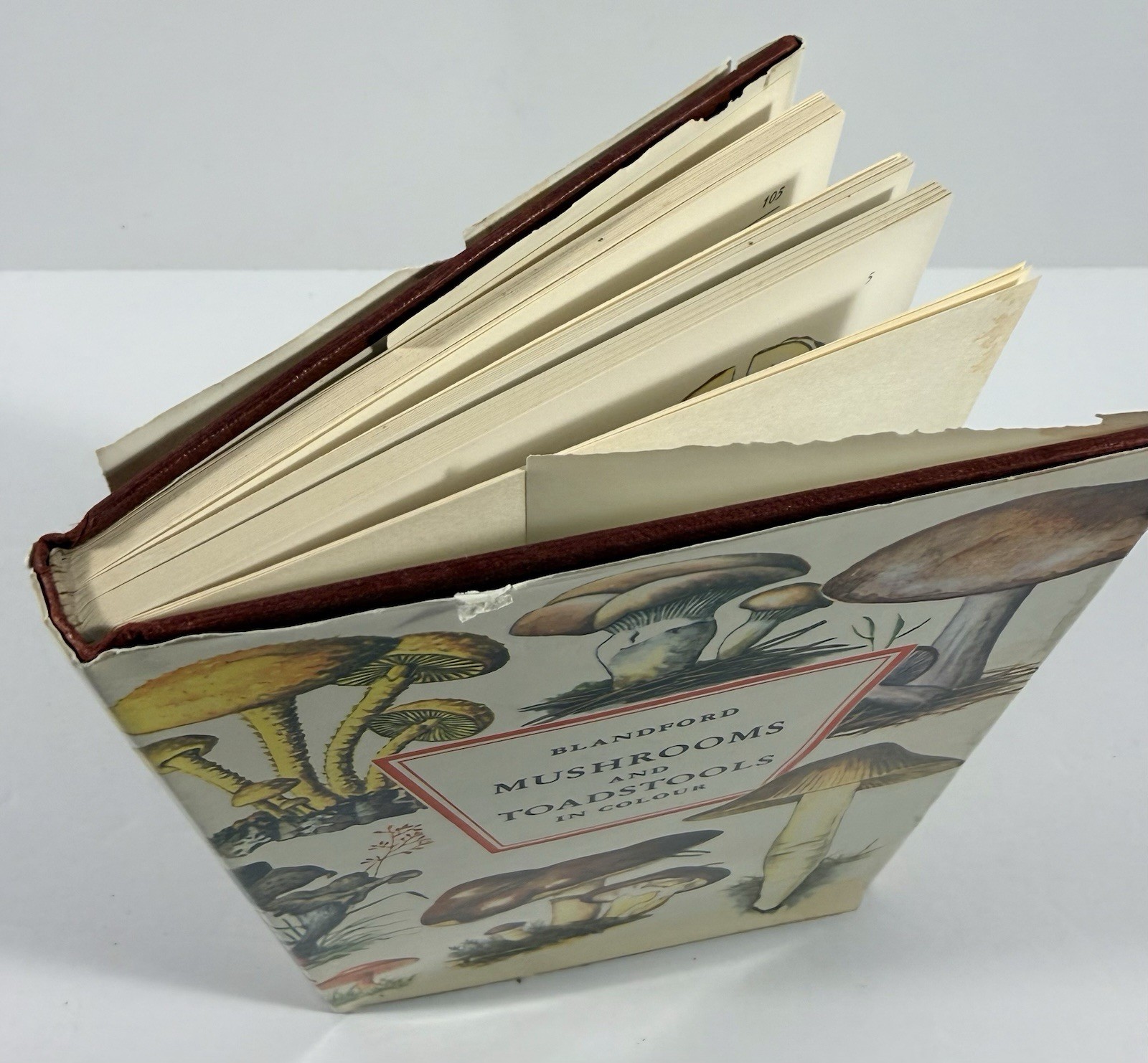1961 Mushrooms Toadstools in Colour Blandford First Edition Dust Jacket Hvass