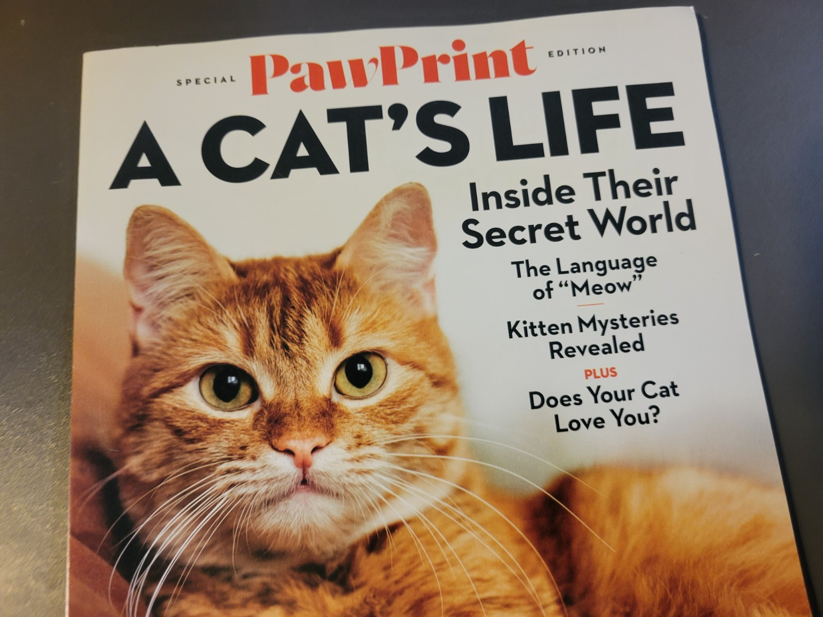 A Cat’s Life – A Special Edition by Paw Print – Inside Their Secret World