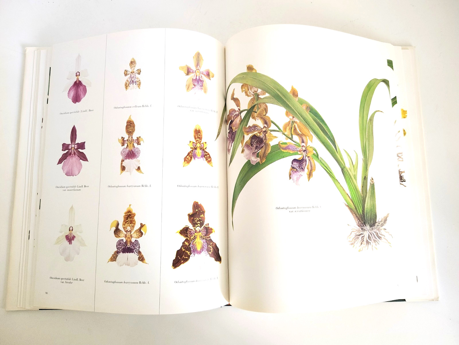 The Pictorial Encyclopedia of Oncidium, H Zelenko, Mark Chase (ed). 1997. 1st.Ed