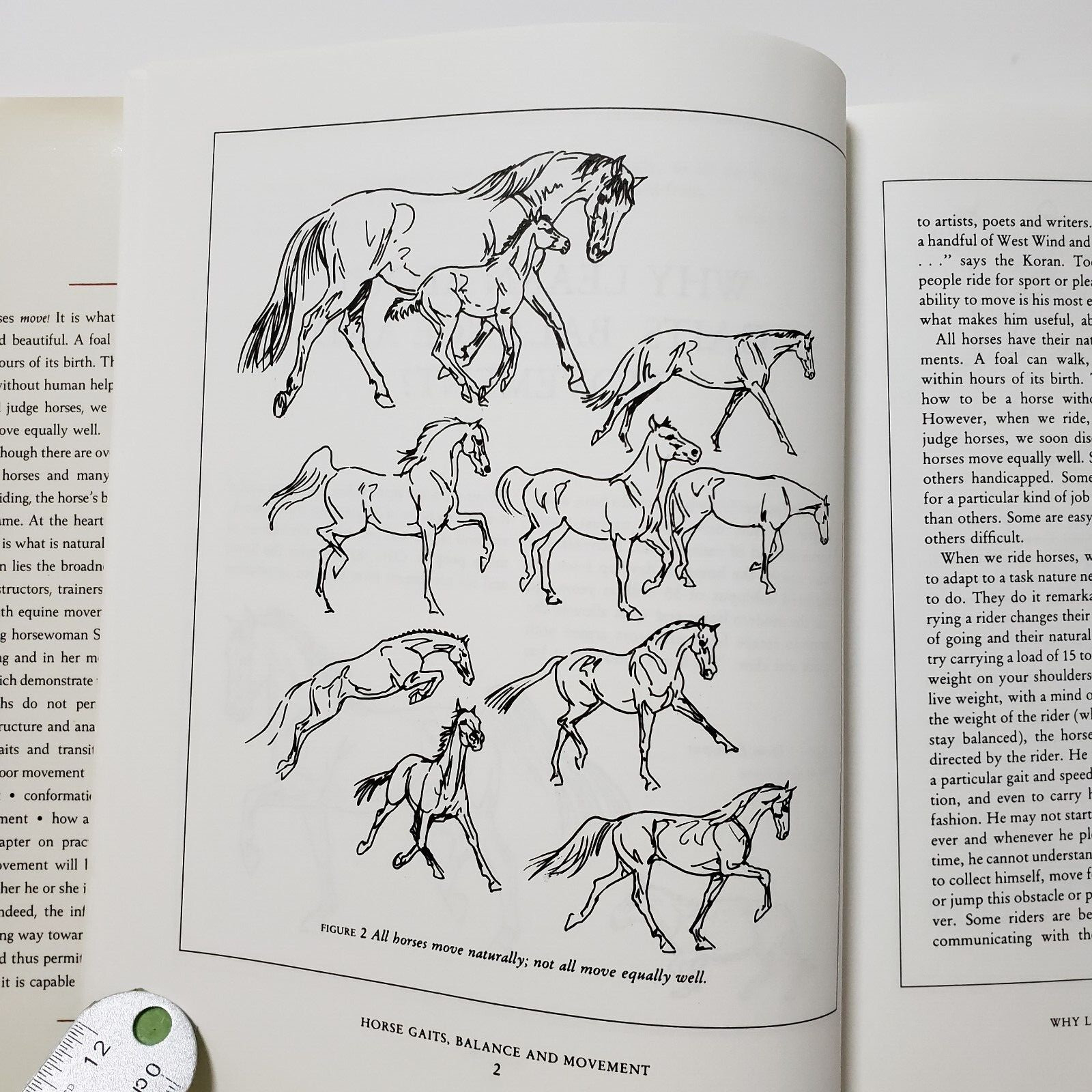 Horse Gaits, Balance and Movement by Susan E. Harris 1993 HC DJ