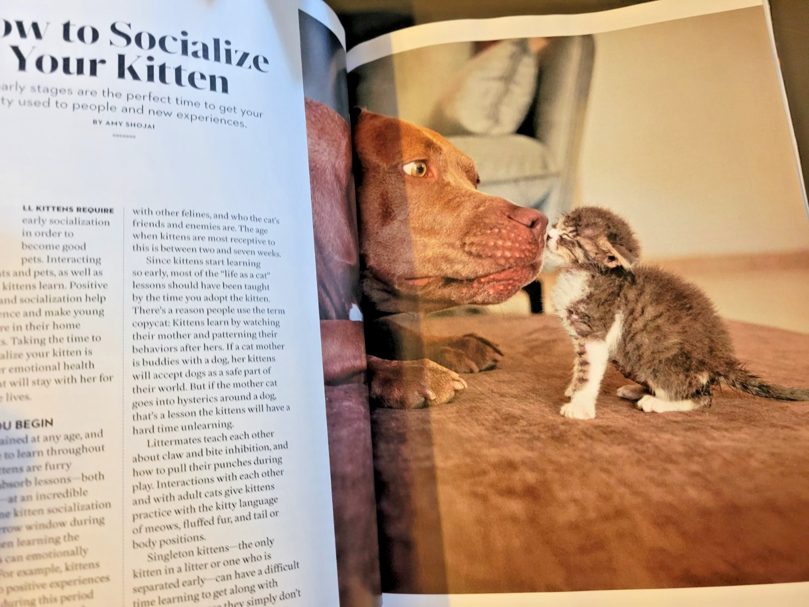 A Cat’s Life – A Special Edition by Paw Print – Inside Their Secret World