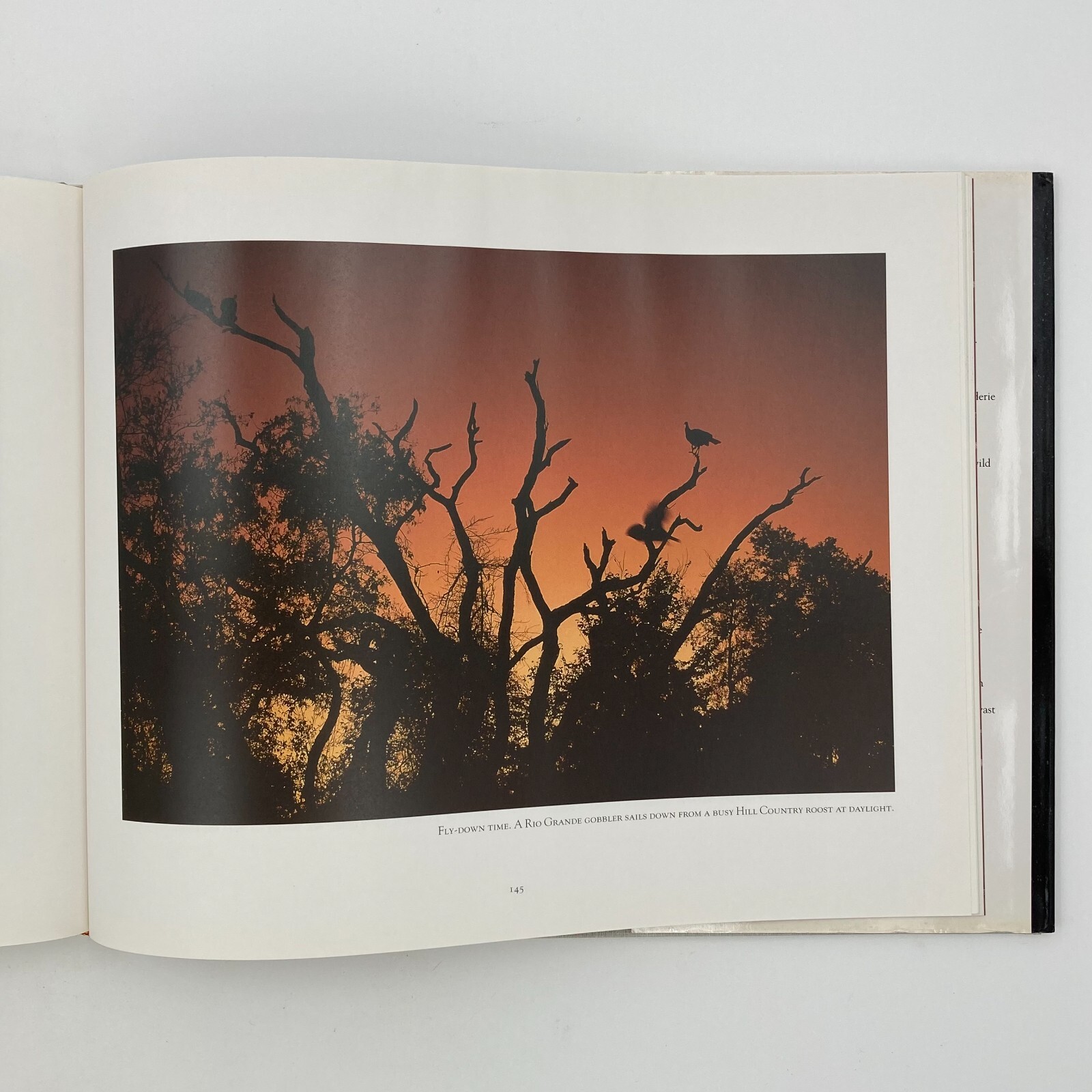 Texas Seasons by Wyman Meinzer and Ray Sasser (1999, Hardback) VGC 175 pages