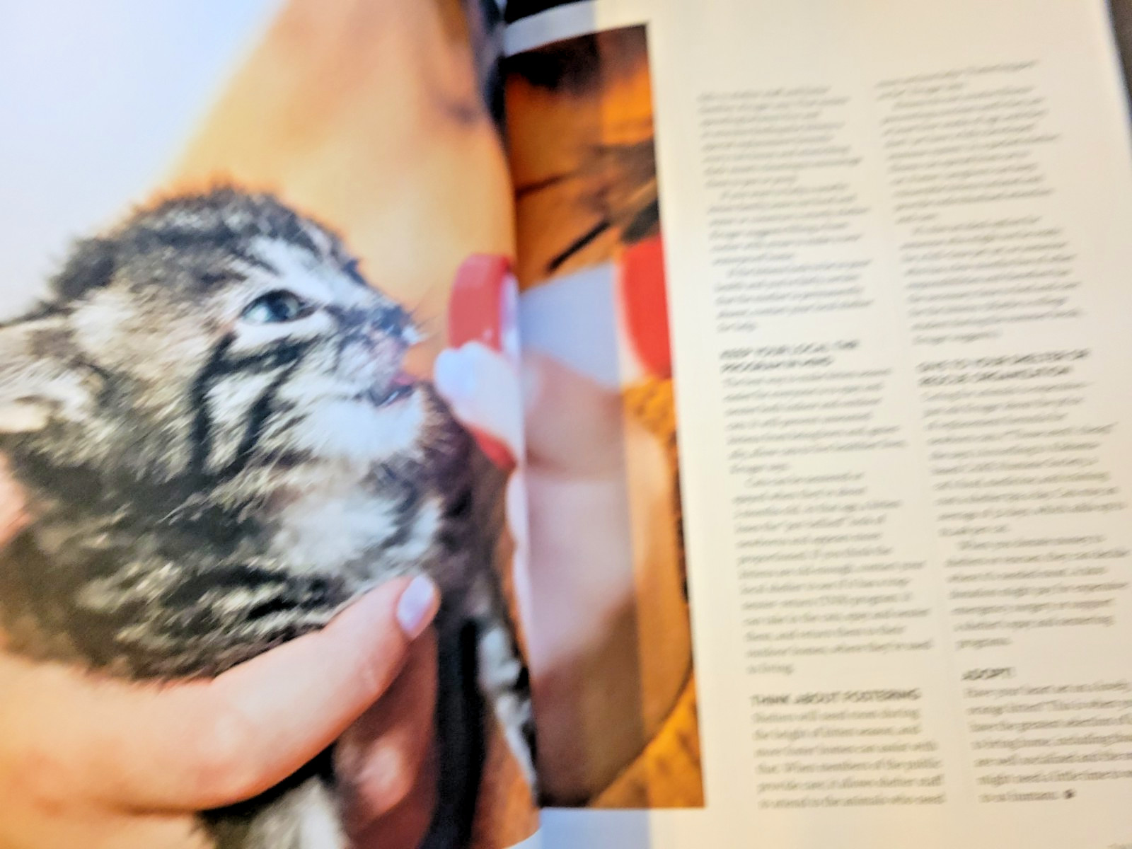 A Cat’s Life – A Special Edition by Paw Print – Inside Their Secret World