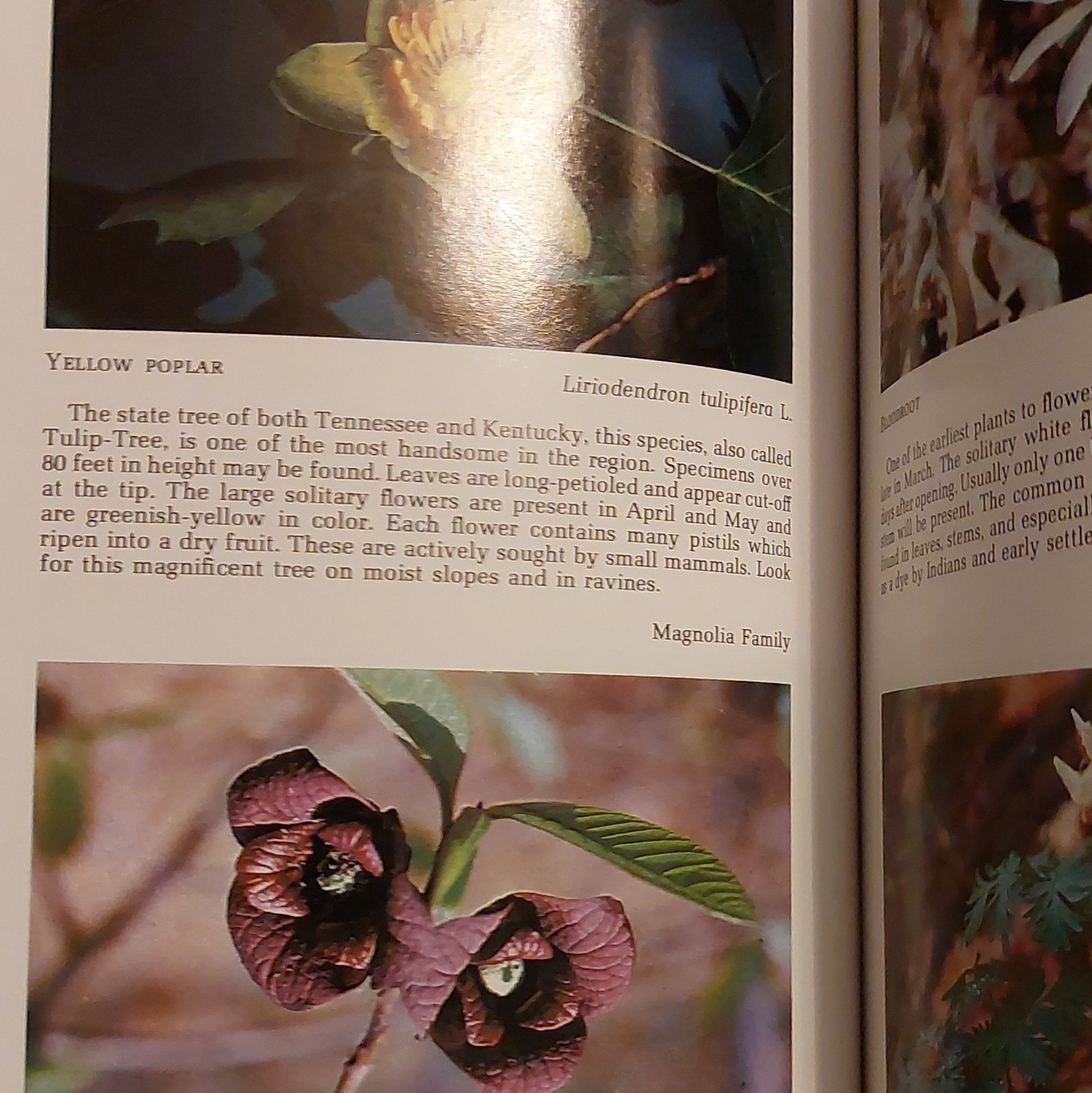 Ellis & Chester Spring Wildflowers Land Between the Lakes 1971 PB Illustrated