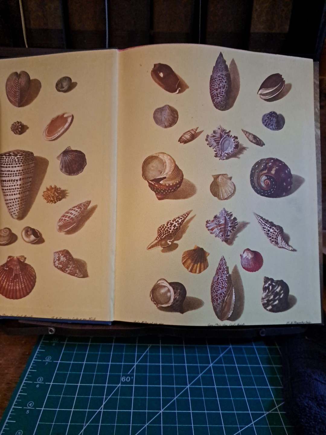 Seas,Maps,And Men Atlas-History of Man’s Exploration of the Oceans Free ship