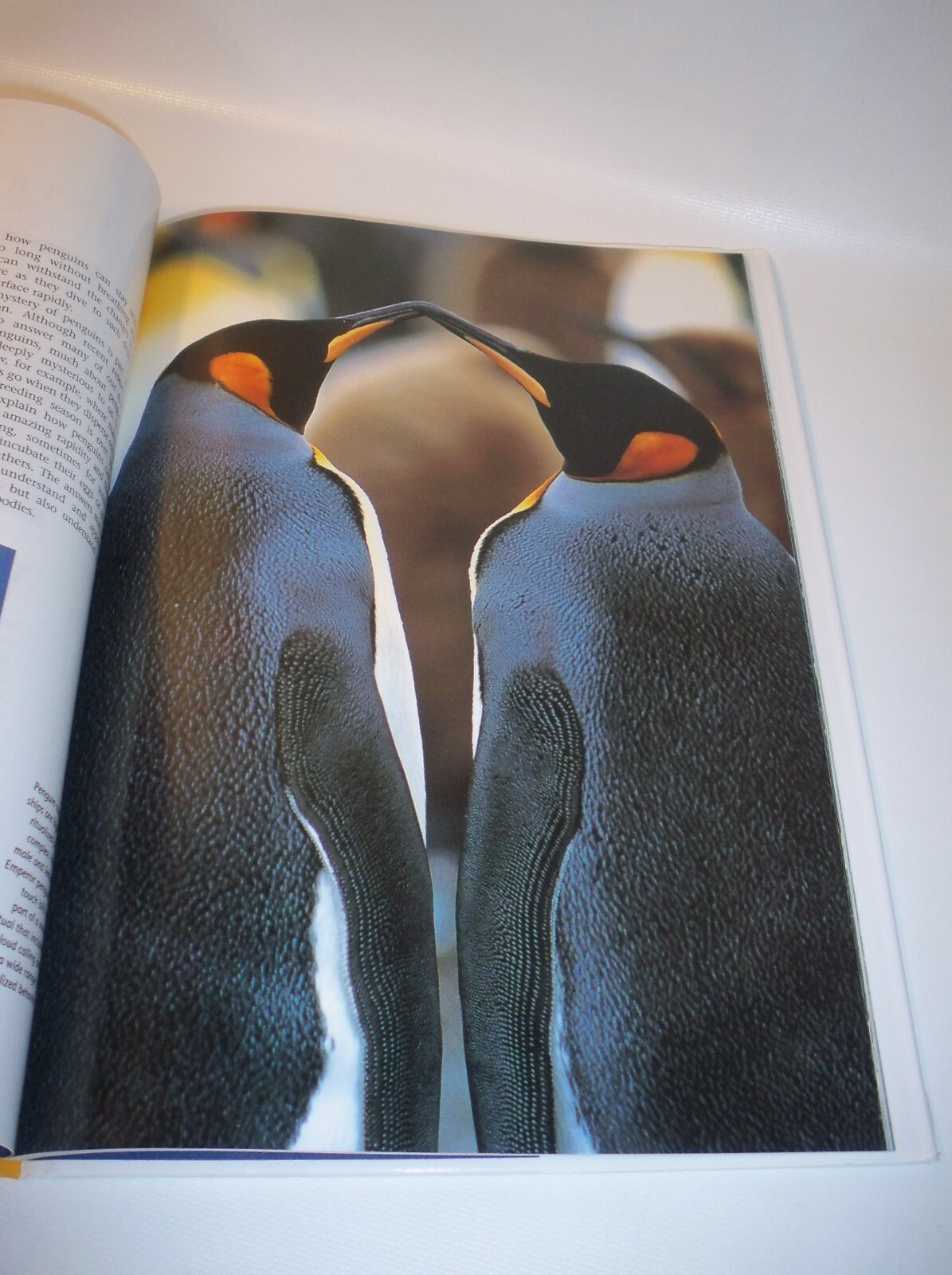 Penguins Hardback Book by Derek Hastings