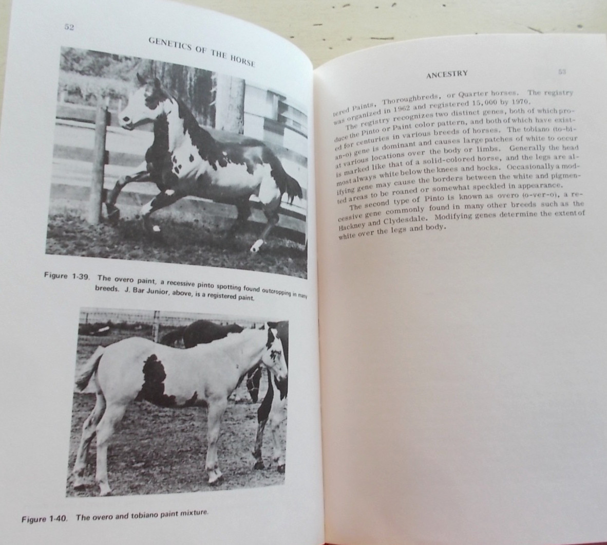 Lot 7 Vintage Horse Riding Books Techniques Vet Genetics Dressage 3-Day Jumping