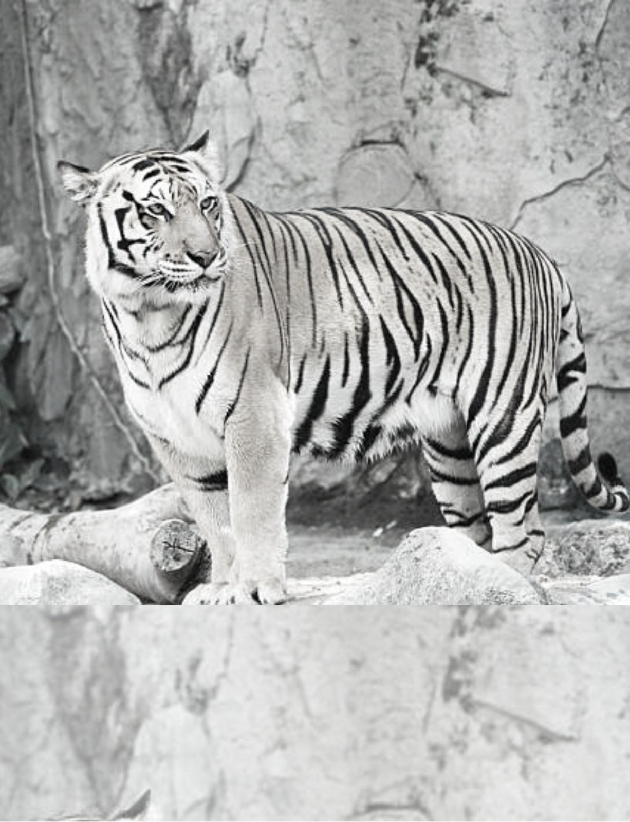 Coloring Book save the Tigers 108 Pages 8.5 x 11 for All Ages Best Tigers book