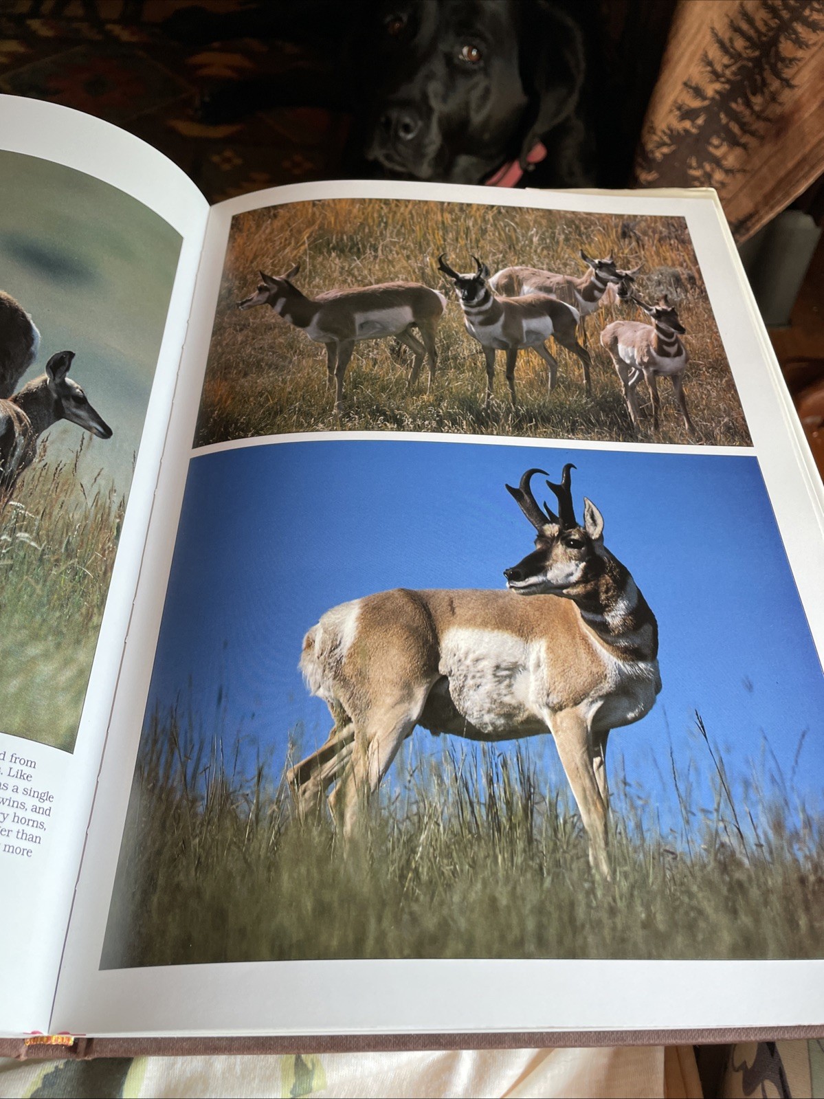 Mammals Of America John Burton HC 1989 Large Coffee Table DJ