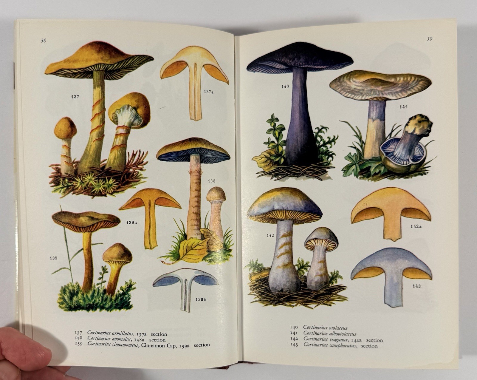 1961 Mushrooms Toadstools in Colour Blandford First Edition Dust Jacket Hvass