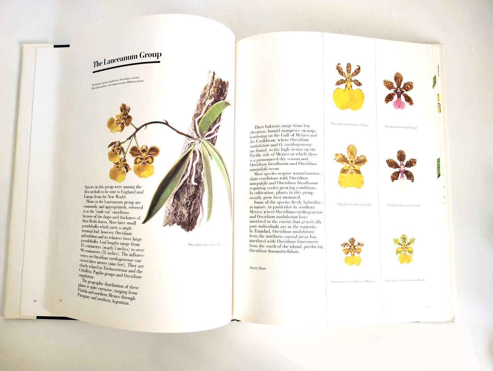 The Pictorial Encyclopedia of Oncidium, H Zelenko, Mark Chase (ed). 1997. 1st.Ed
