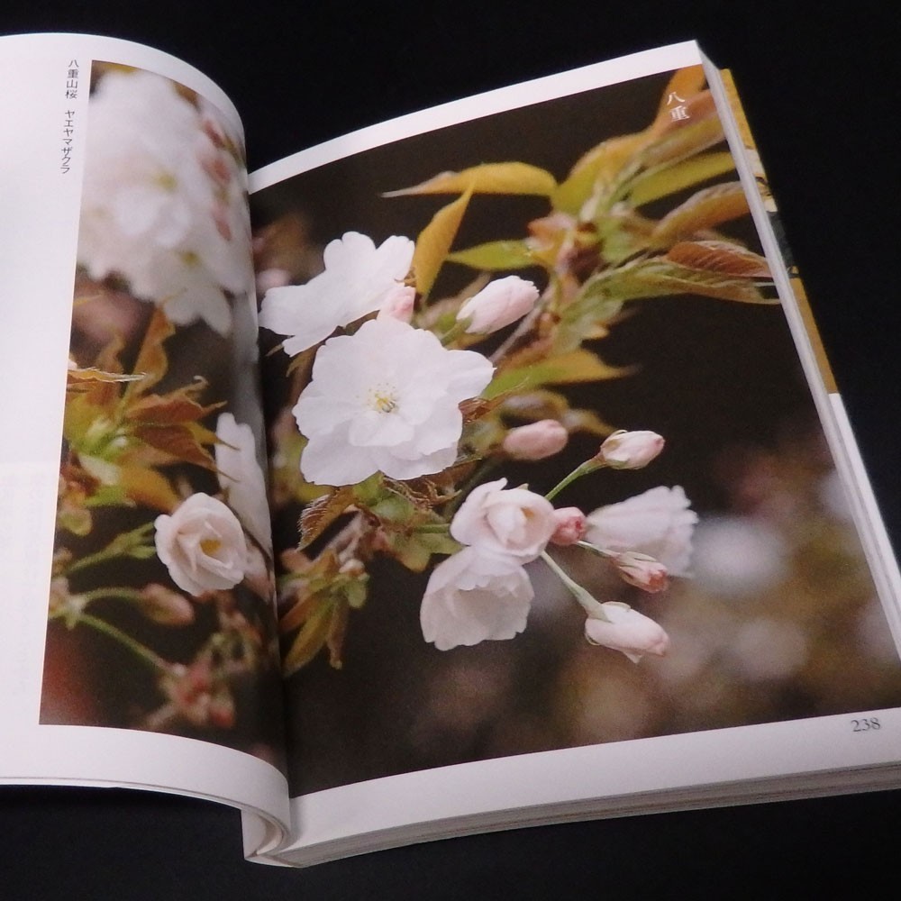 Picture Book of Cherry Blossoms SAKURA Namiki Seishi SEIGENSHA