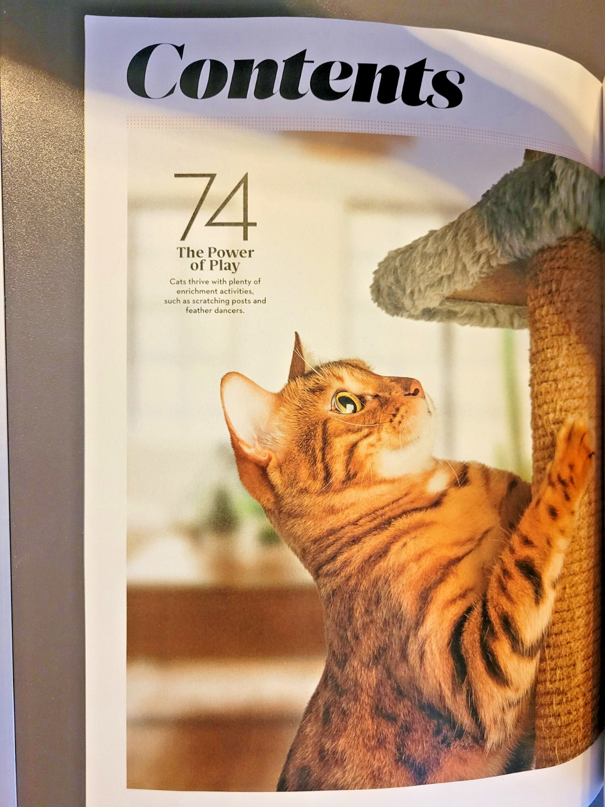 A Cat’s Life – A Special Edition by Paw Print – Inside Their Secret World