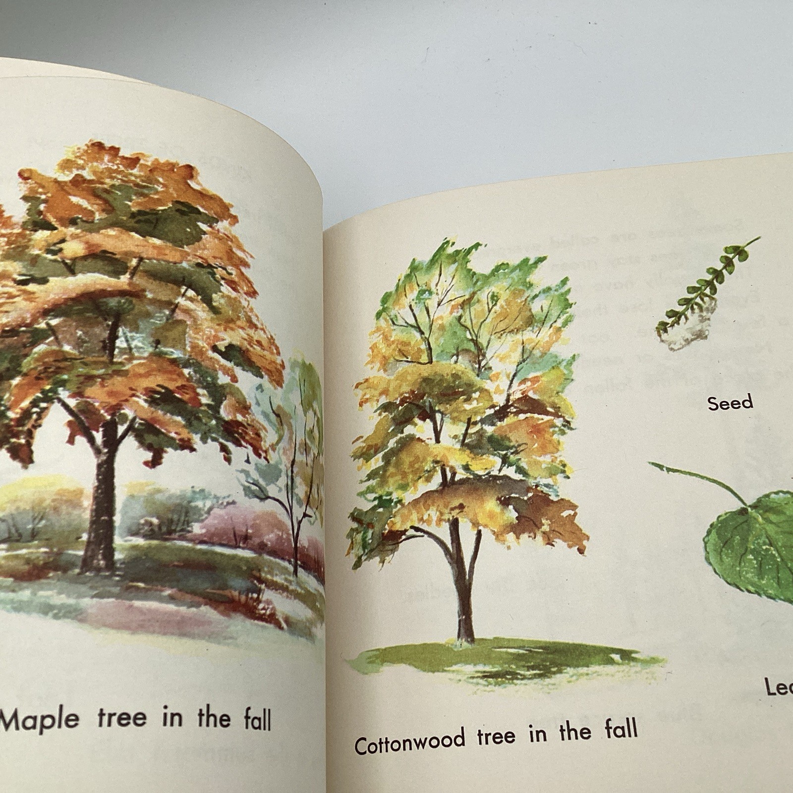 WHAT IS A TREE (The What Is It Series) by Gene Darby, Benfic Press, 1962