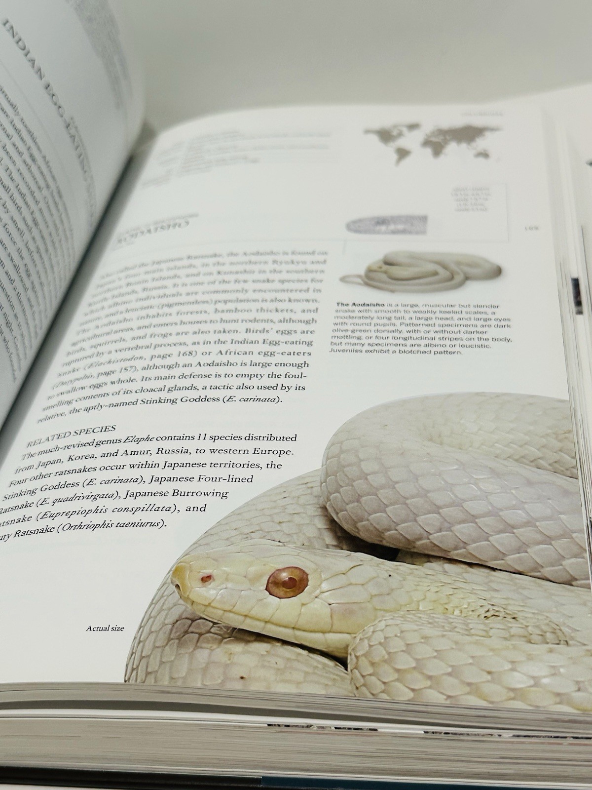 Book of Snakes: A Life-Size Guide to Six Hundred Species From Around the World
