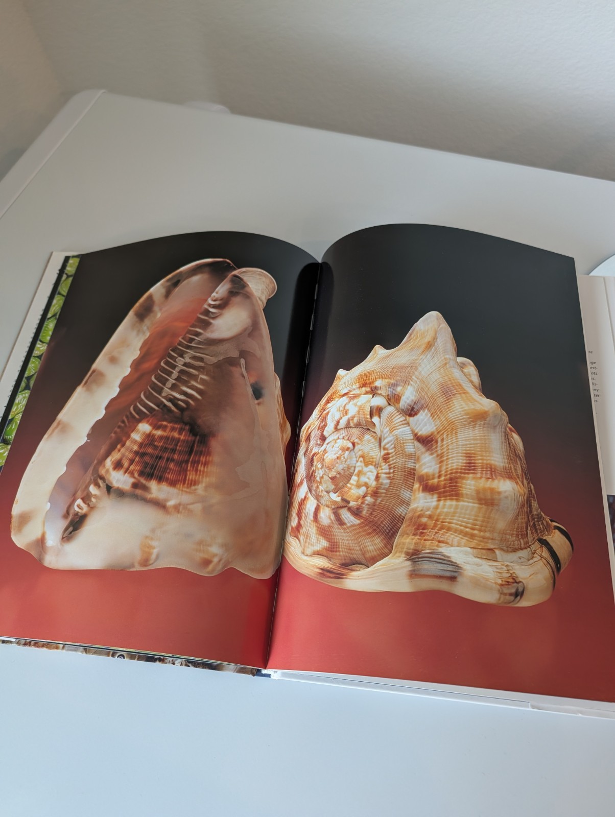 Nautical Beach Seashells Coffee Table Book Hardcover Andrew Cleave