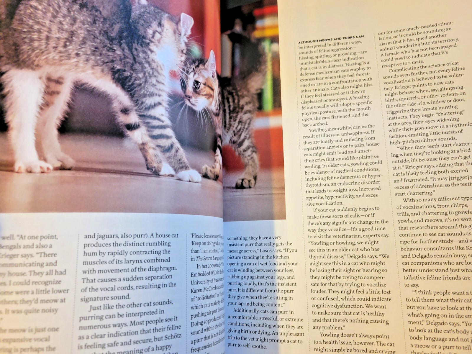 A Cat’s Life – A Special Edition by Paw Print – Inside Their Secret World