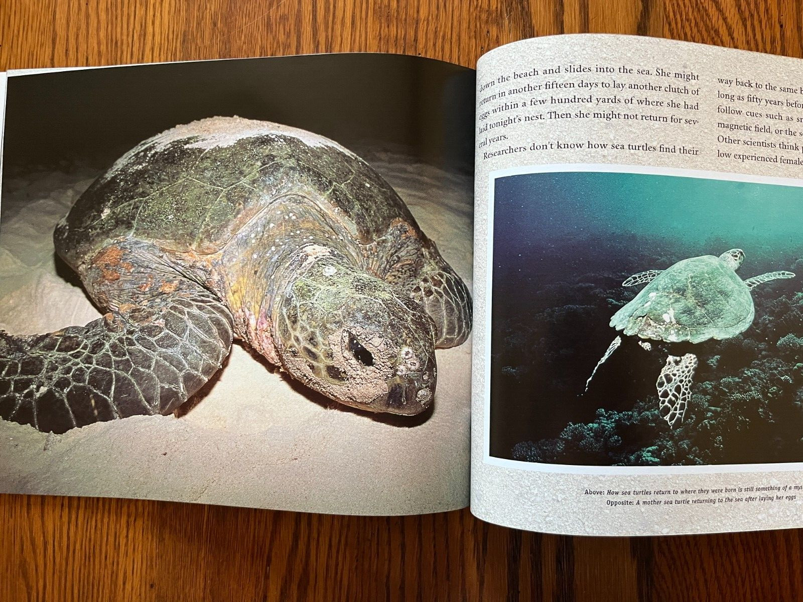 Set of 25 NEW SEA TURTLES Books Ocean Science Grade Level 3 4 Teacher Class Lot