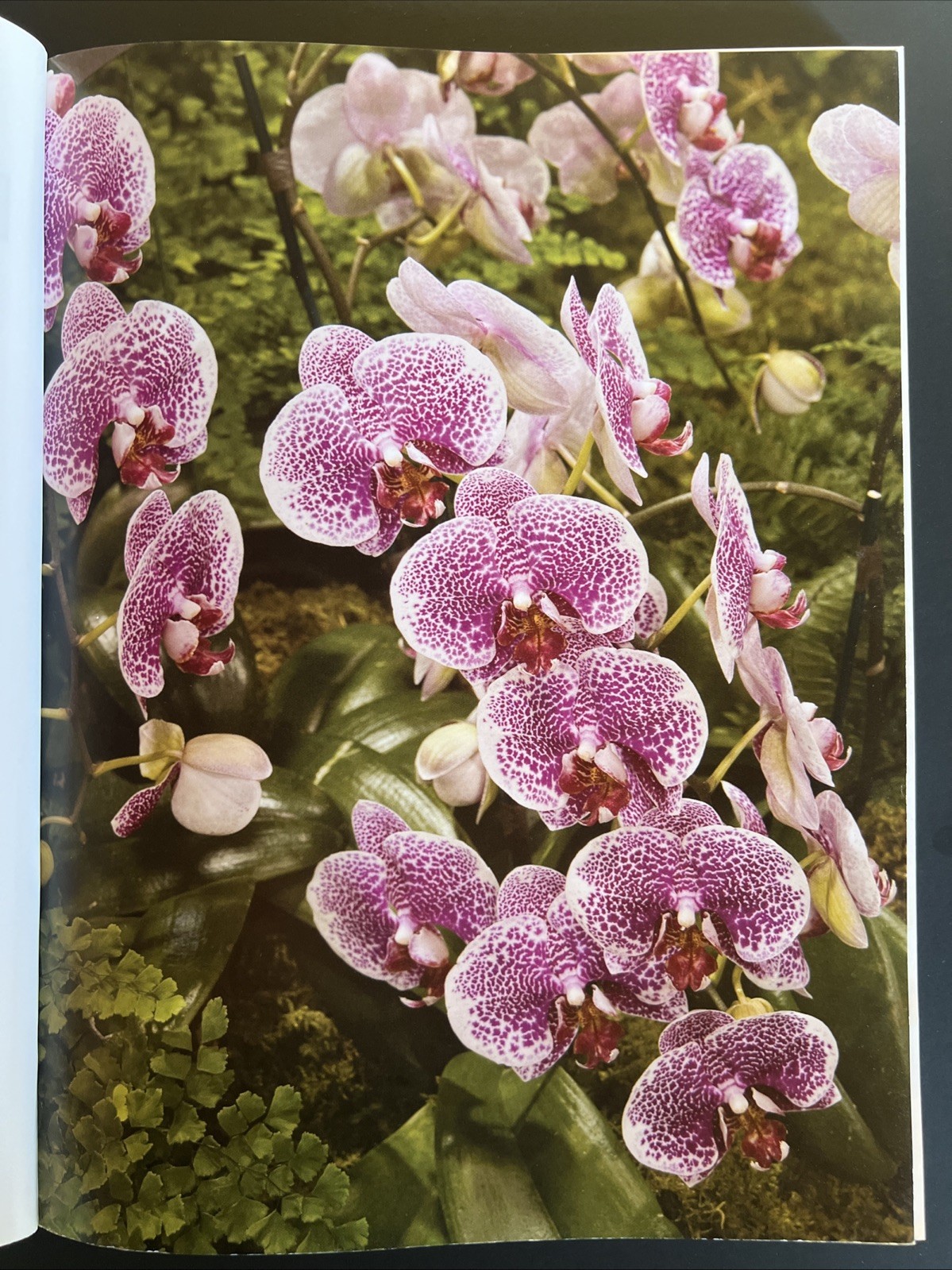 Orchids : Grow Beautiful Flowers with Confidence and Ease by Miracle-Gro…