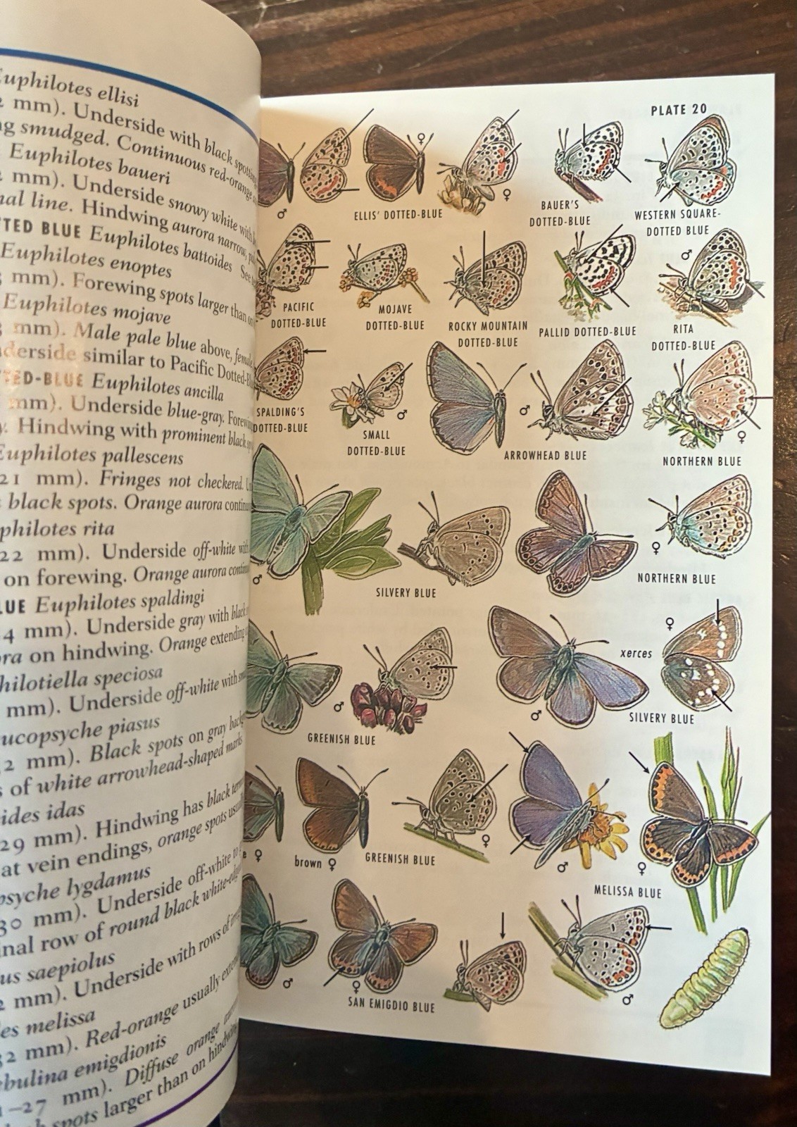 Field Guide to Western Butterflies by Paul A. Opler (1999, Trade Paperback)