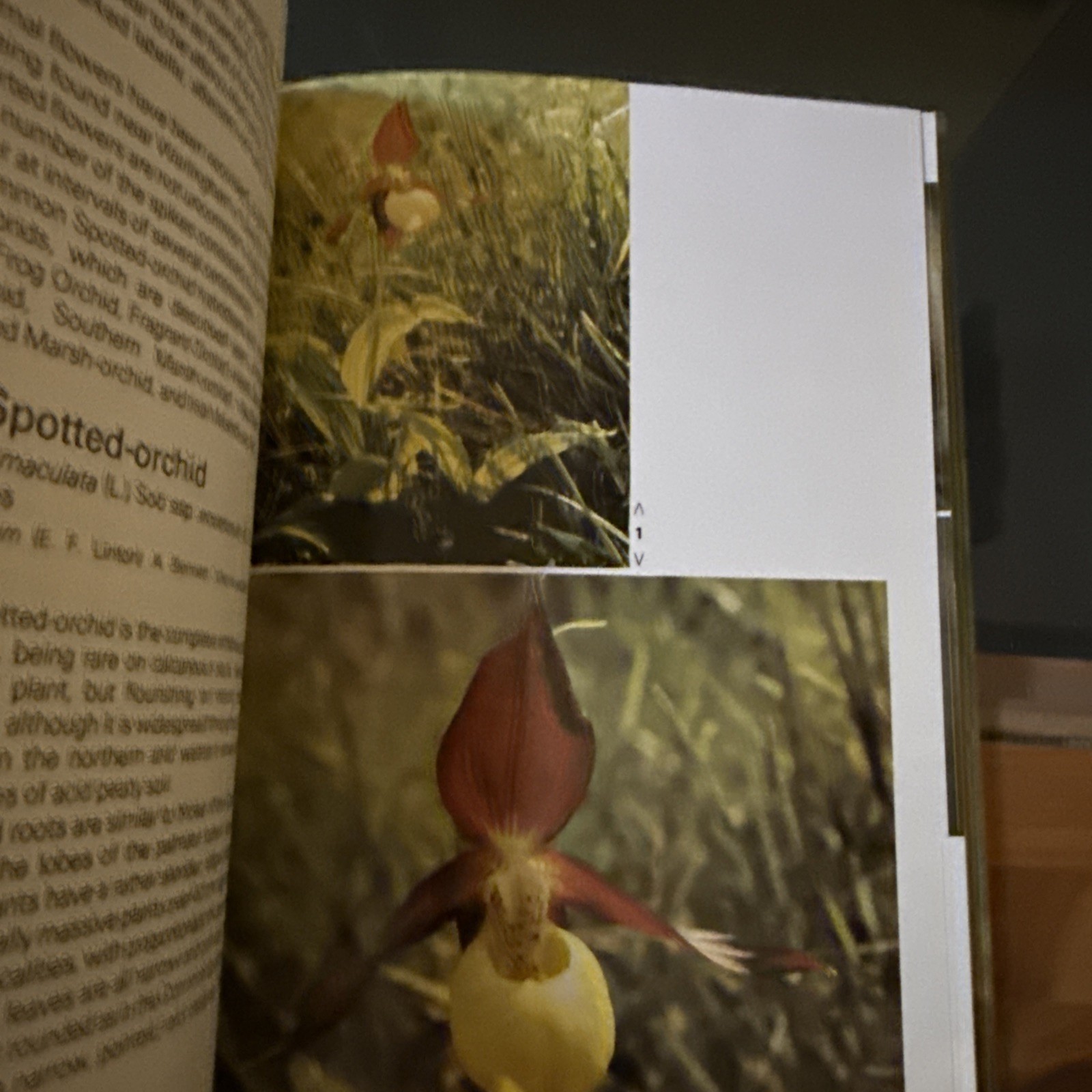 Orchids of Britain: A Field Guide by Lang, David C. Hardback Book The Fast Free