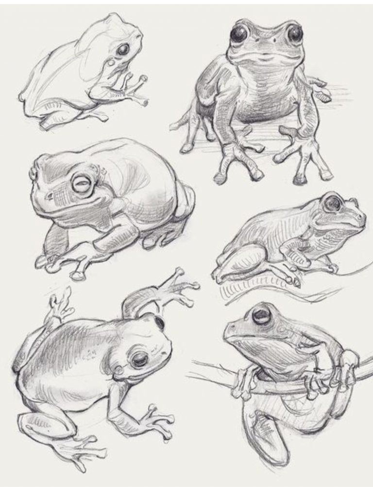 Best frog Coloring Book Save The Frog 108 Pages 8.5 x 11 for All Ages