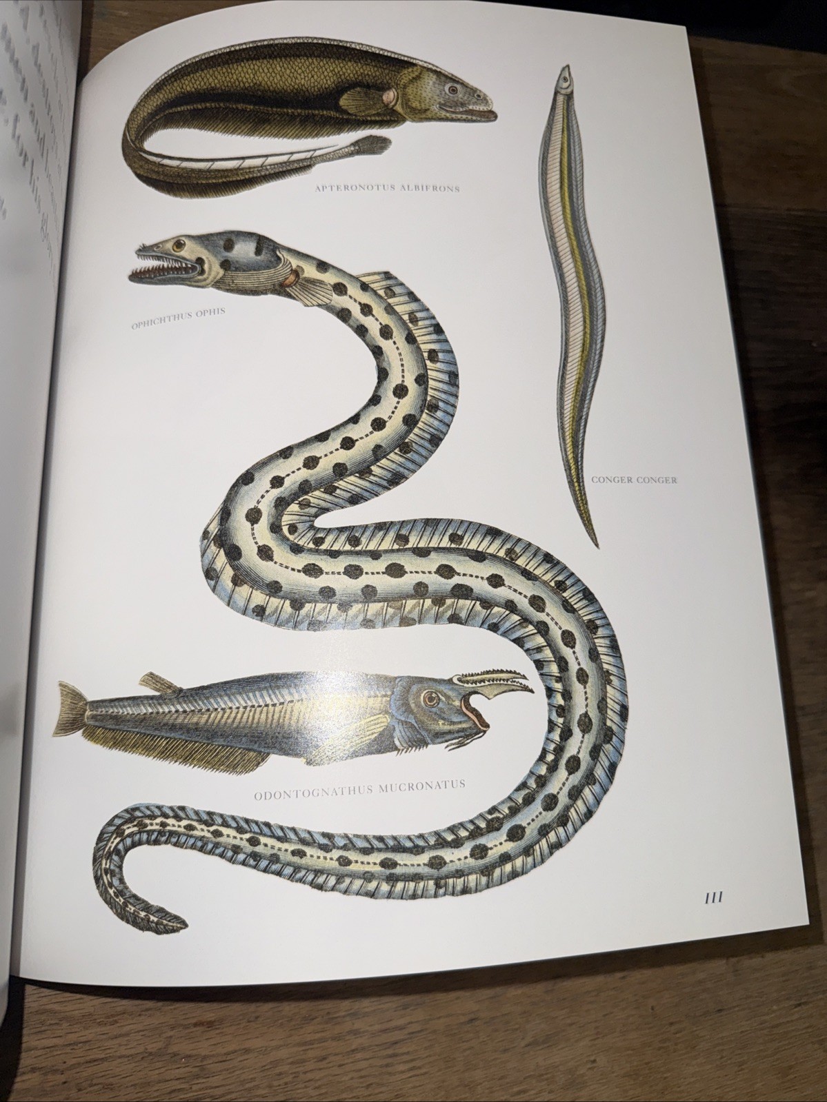 Lost Fish: Anthologies of the Work of the Comte De Lacepede (Trade) – VERY GOOD+