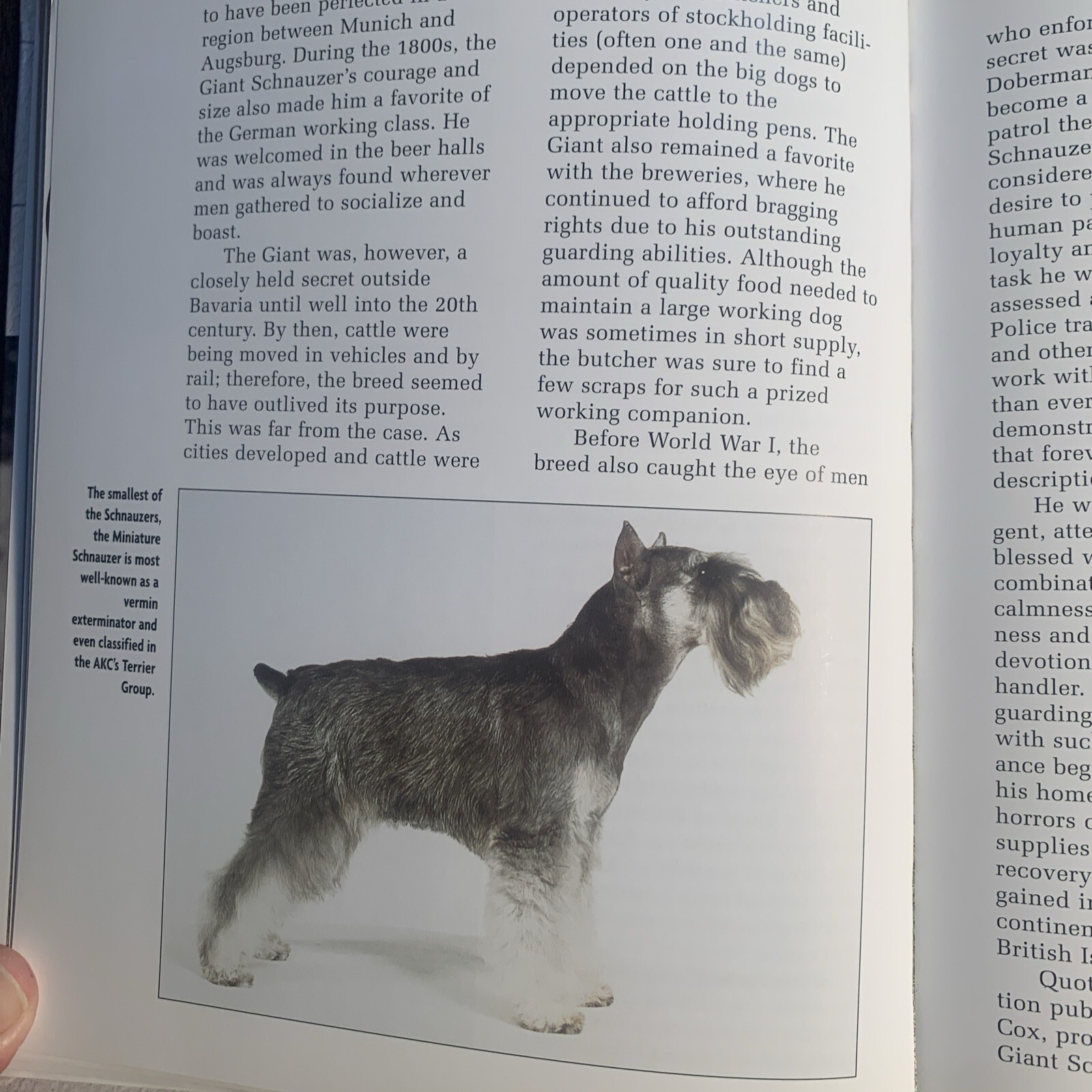 A Kennel Club Book Giant Schnauzer Comprehensive Guide To Owning And Caring For