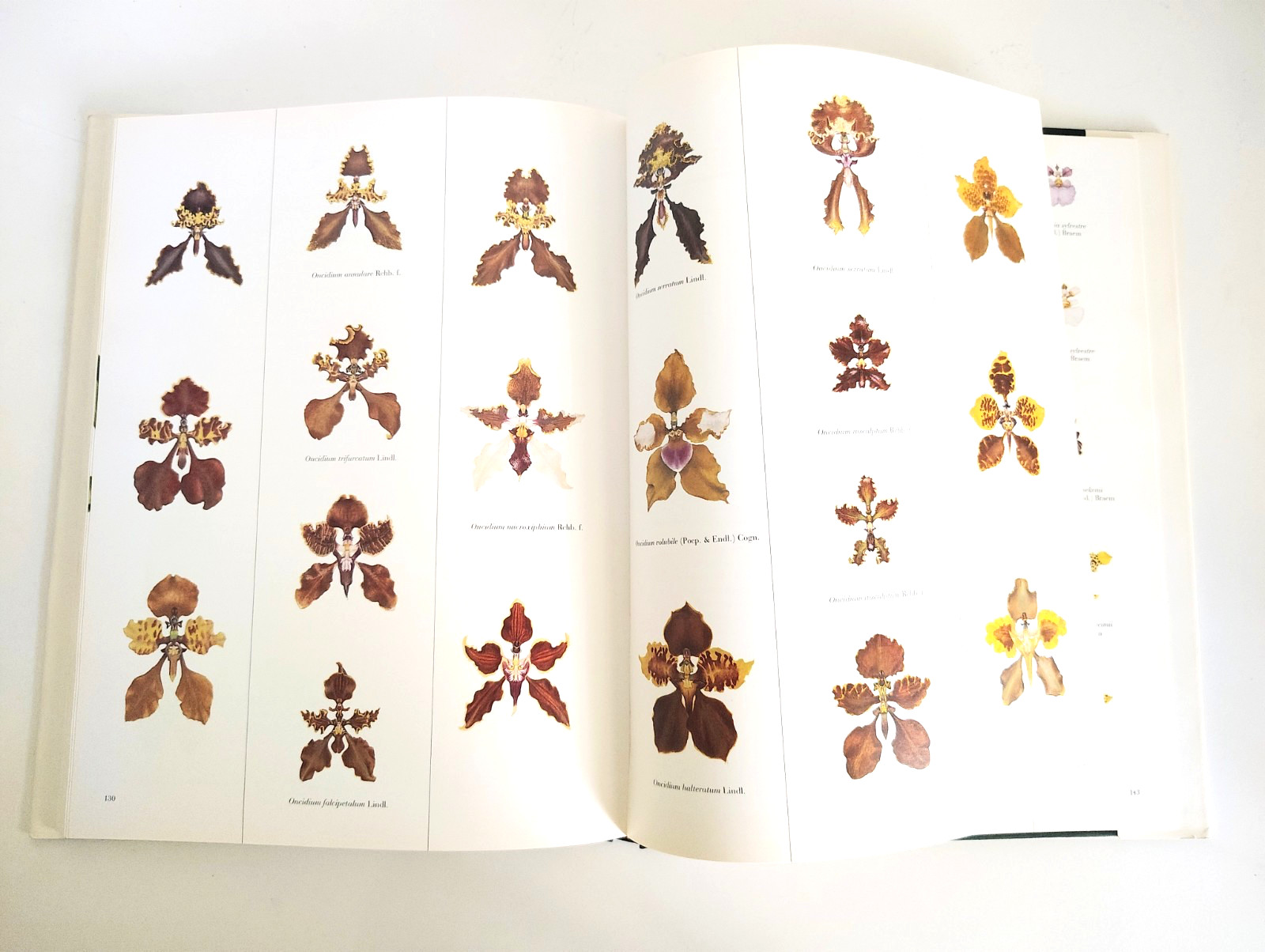 The Pictorial Encyclopedia of Oncidium, H Zelenko, Mark Chase (ed). 1997. 1st.Ed