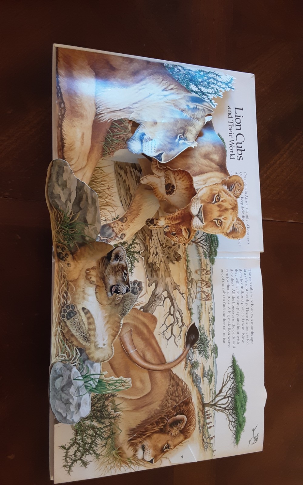 Dinosaurs National Geographic Action Book Lot 5 African Lion Australia Monkeys
