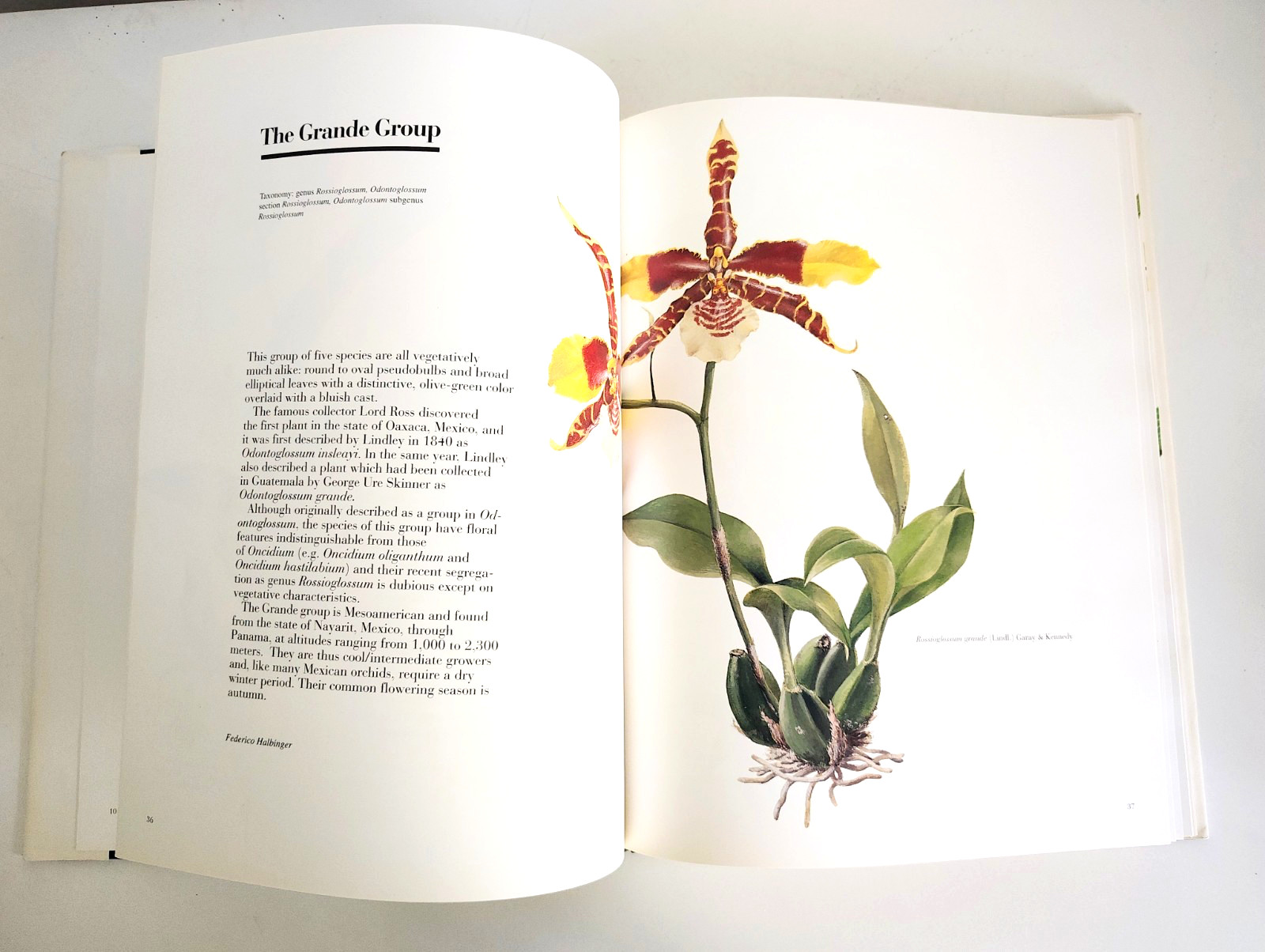 The Pictorial Encyclopedia of Oncidium, H Zelenko, Mark Chase (ed). 1997. 1st.Ed
