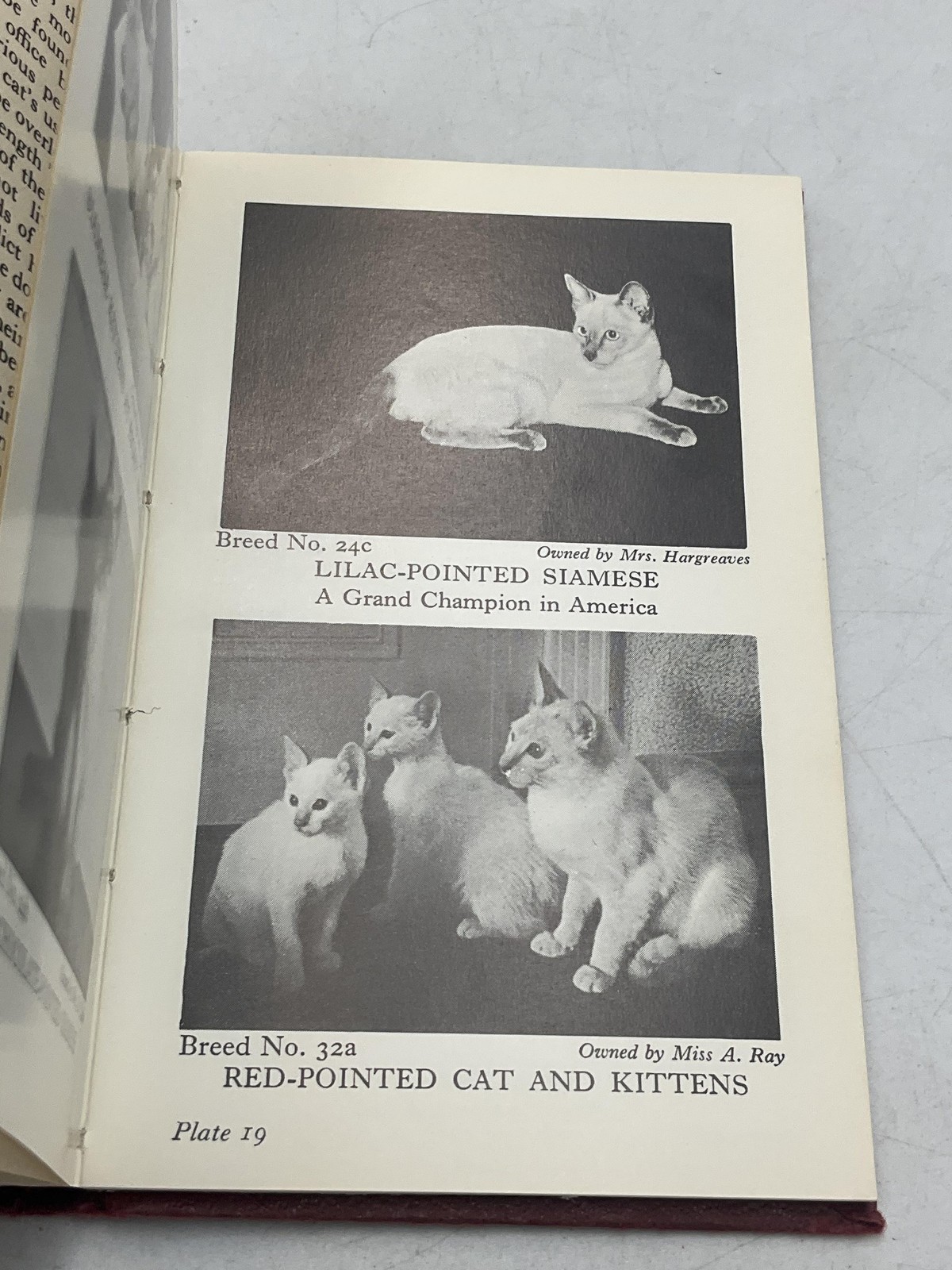 Vintage The Observer’s Book Of Cats Grace Pond Hardcover 1971 Warne Pocket Size