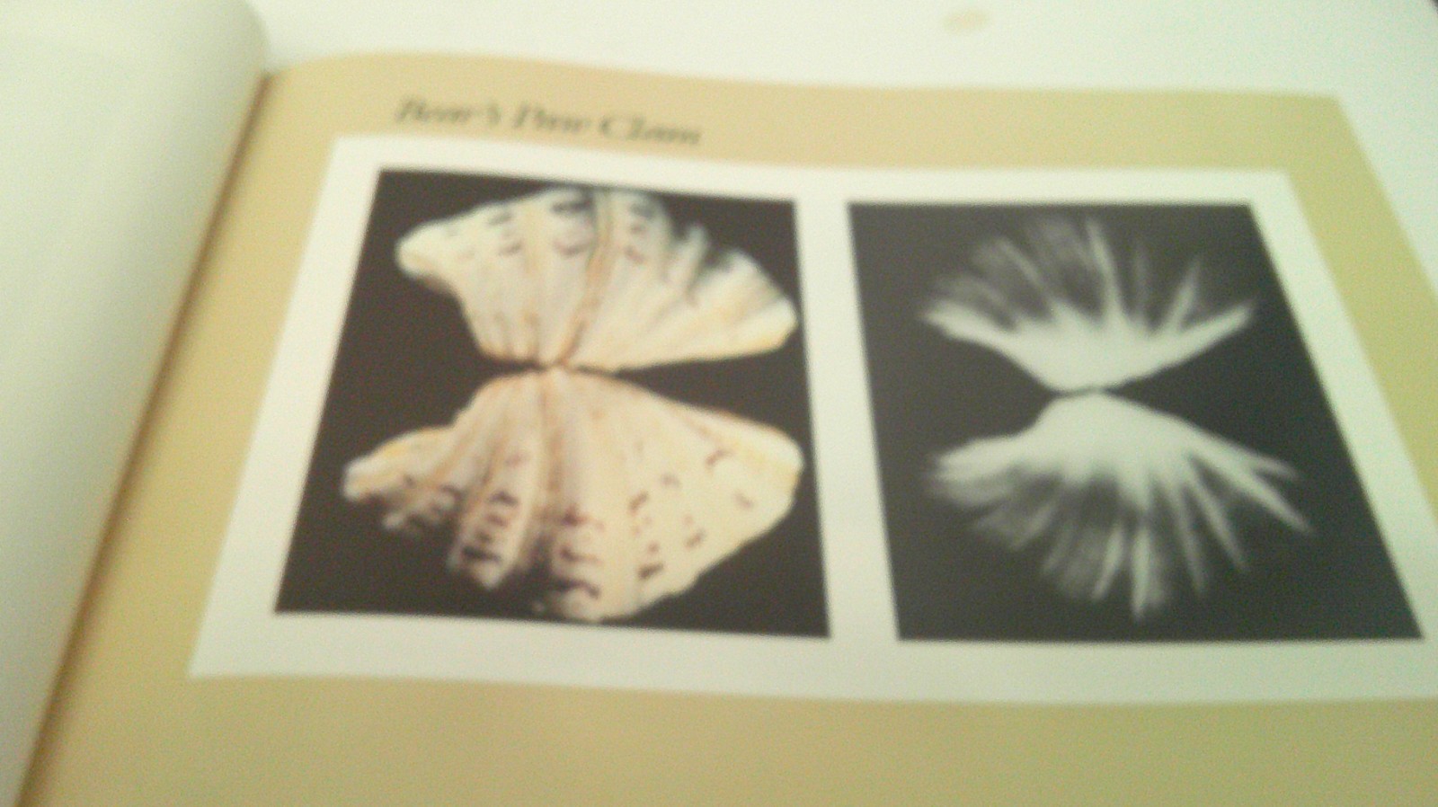 Nature’s Art : The Inner and Outer Dimensions of the Shell by William A. Conklin