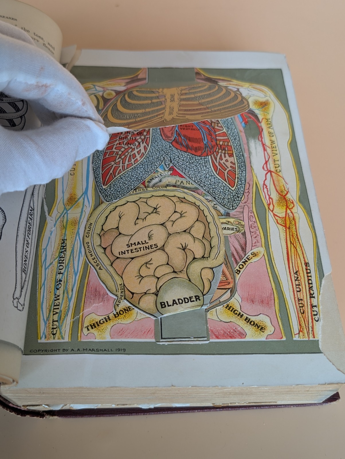 Health Knowledge 2 Vol Set 1927 Medical Anatomy Flap Illustrations Corish